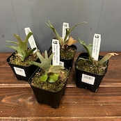 【秋の植え替えフェア対象】【セット】ビカクシダ　ウィリンキー　ゴールデンボーイ