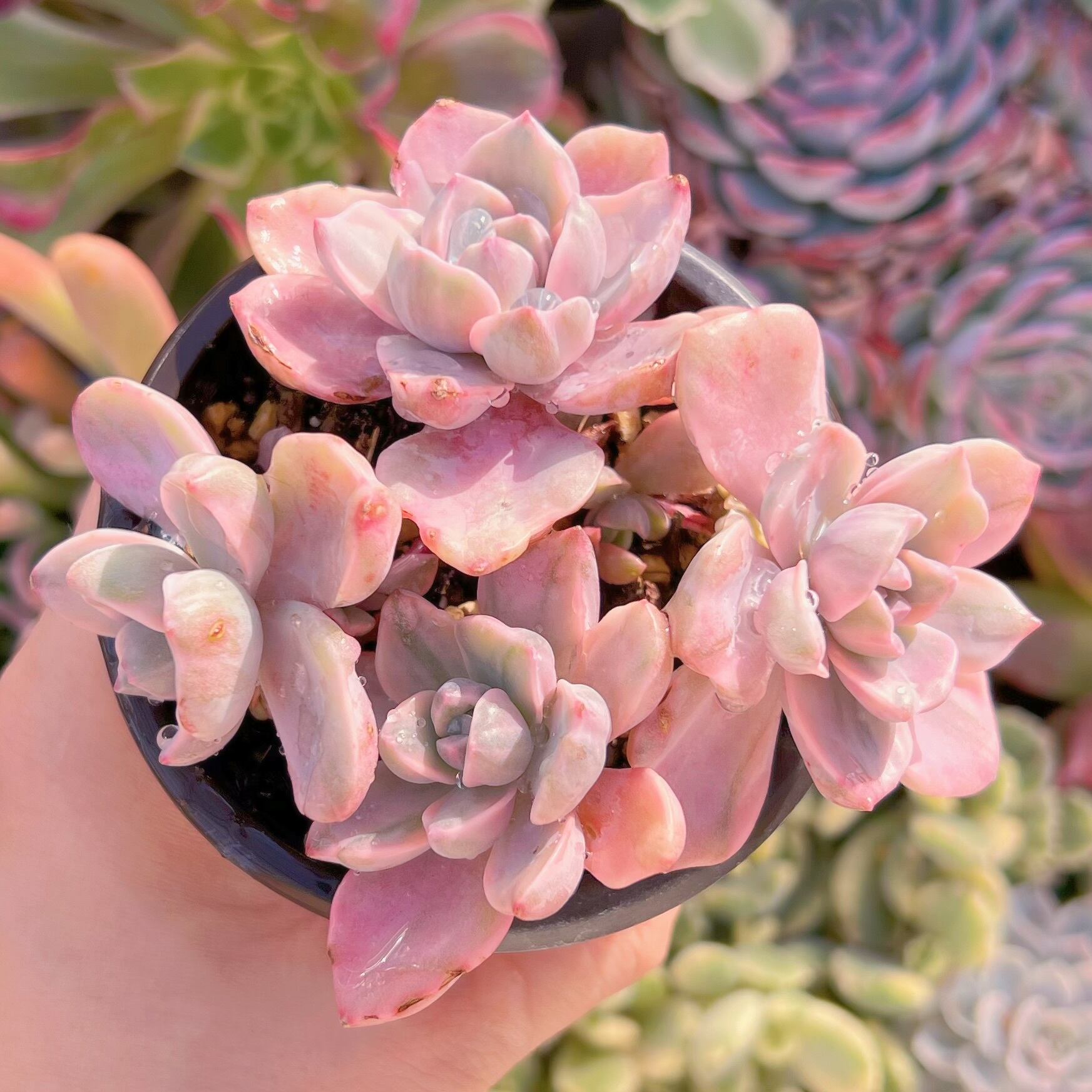 現品　リチャード錦#607   るる農園