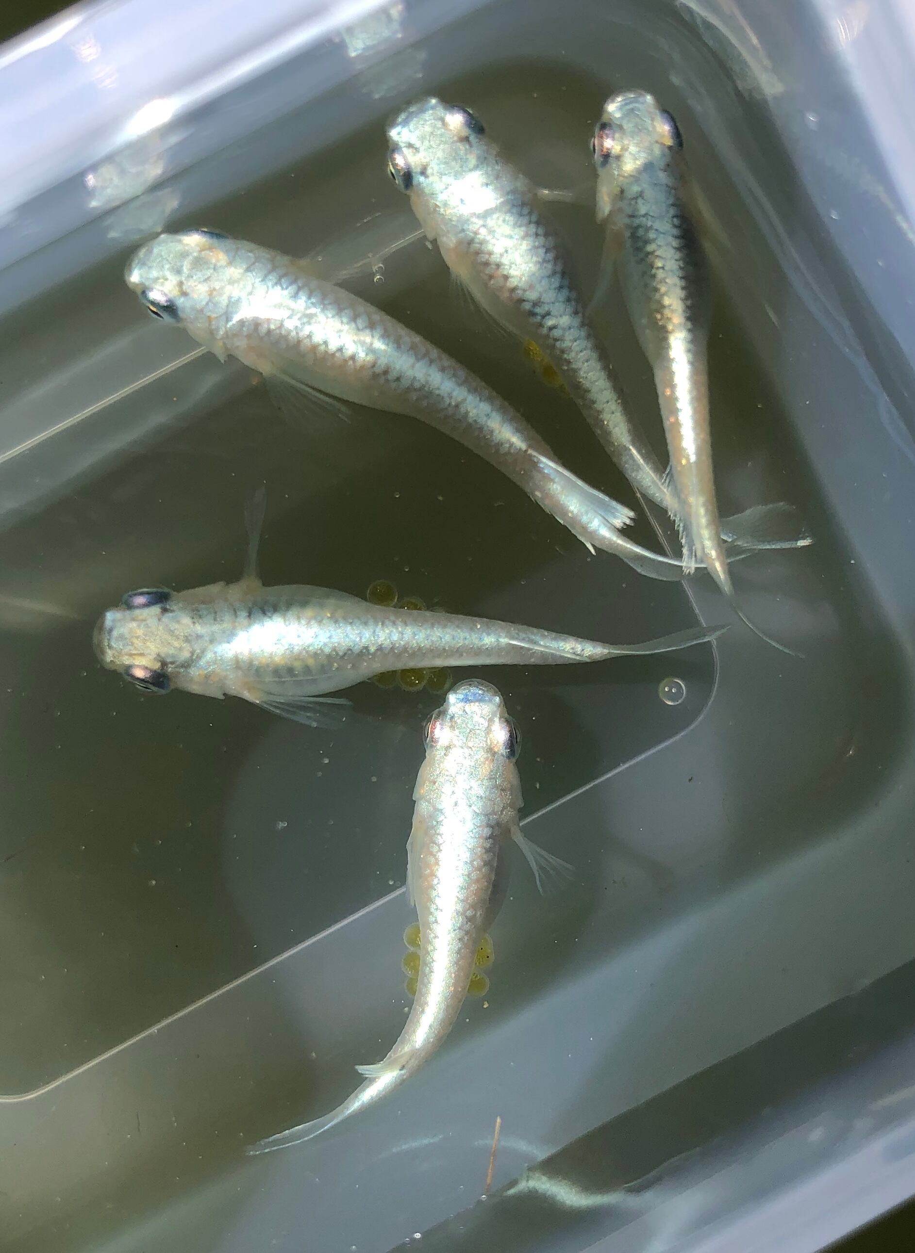 希少 サンセット極龍系 メダカ 六鱗幹之 2ペア めだか処 利久庵 生体 成魚のメダカ Shipsctc Org