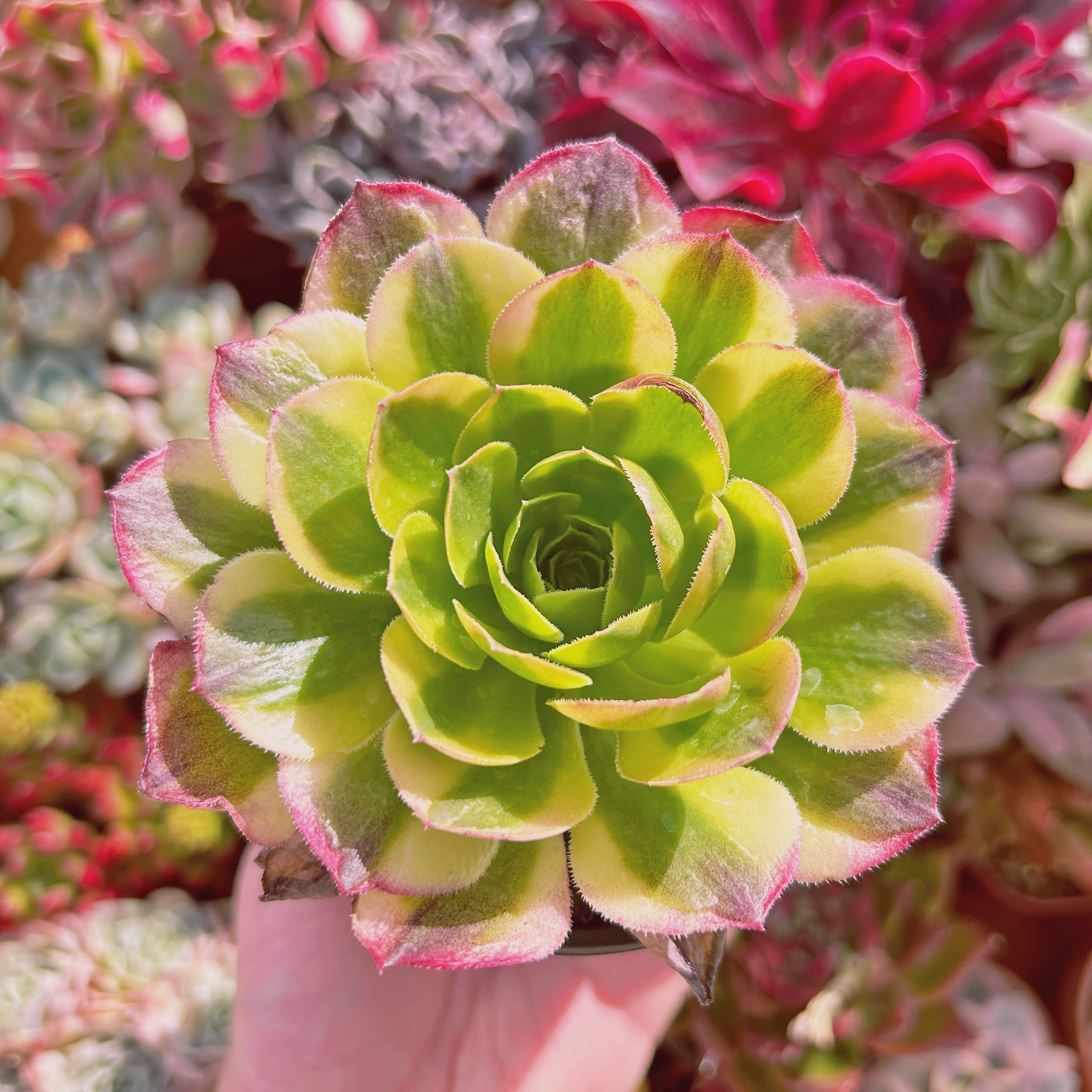 #578現物　多肉植物　Aeonium ゴールドハロウィン　抜き苗