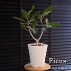 フィカス ベンガルゴム 7号鉢 ゴムの木 ベンガレンシス アルテシマ 観葉植物