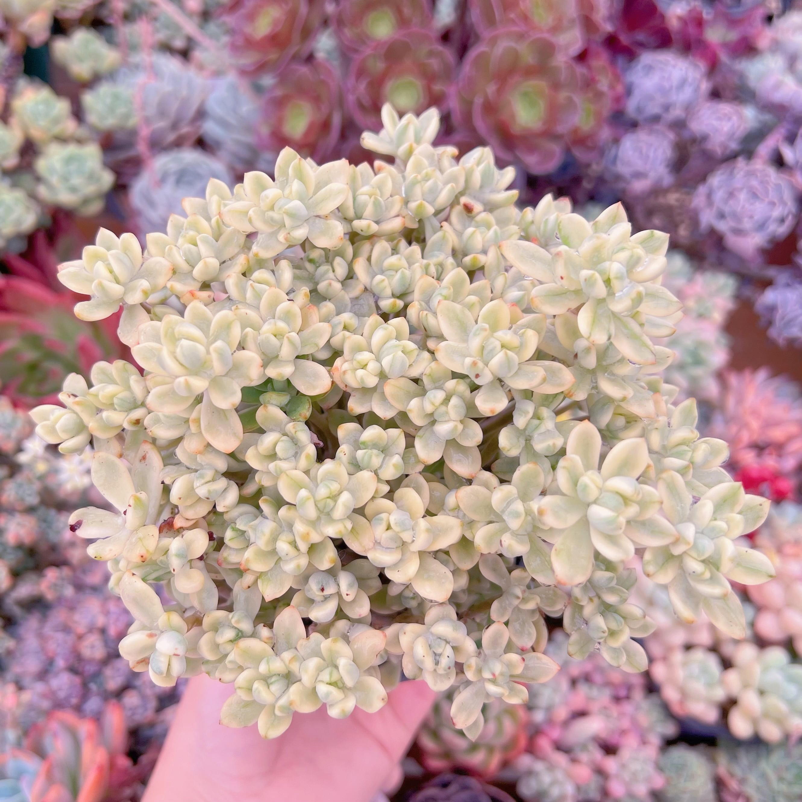 現品　マイキーシュガー錦#1120　新入荷　るる農園