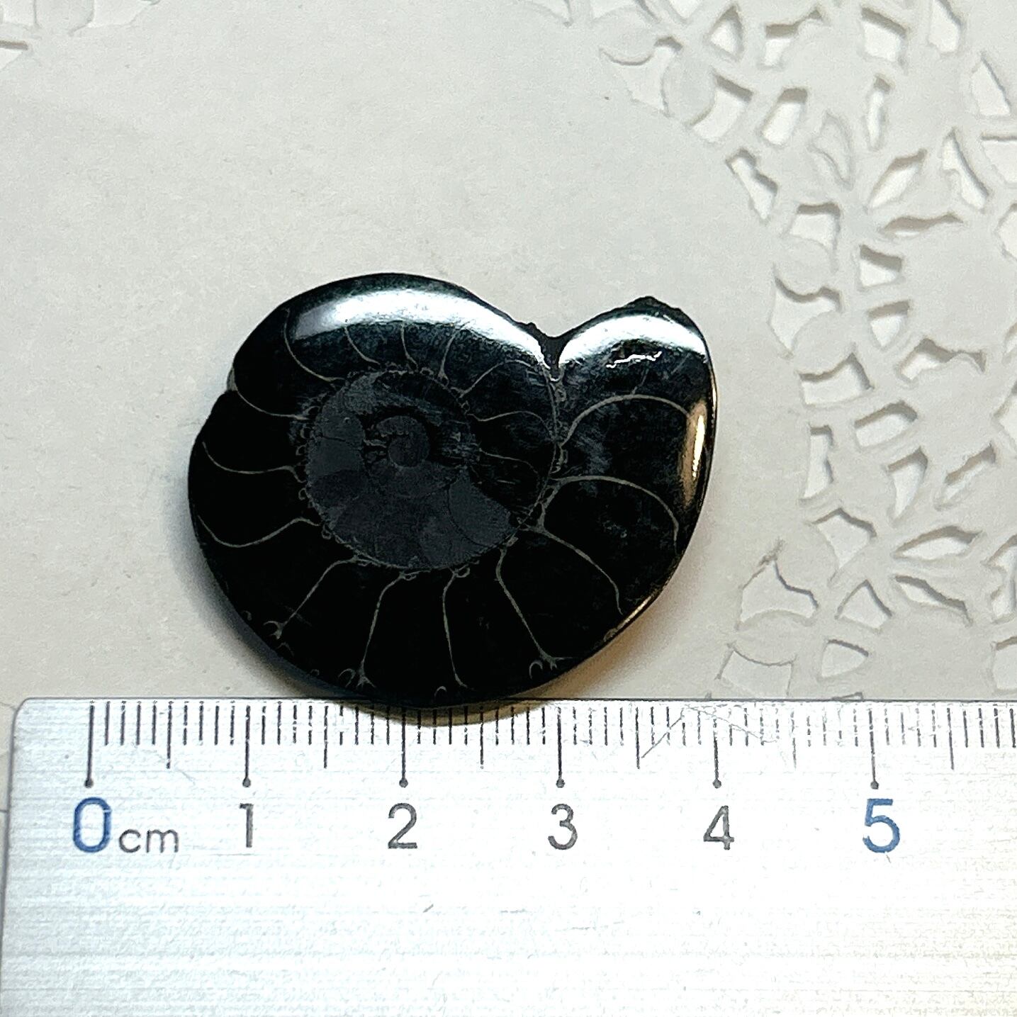 17923】ブラックアンモナイト アンモナイト 黒い マダガスカル 赤鉄鉱