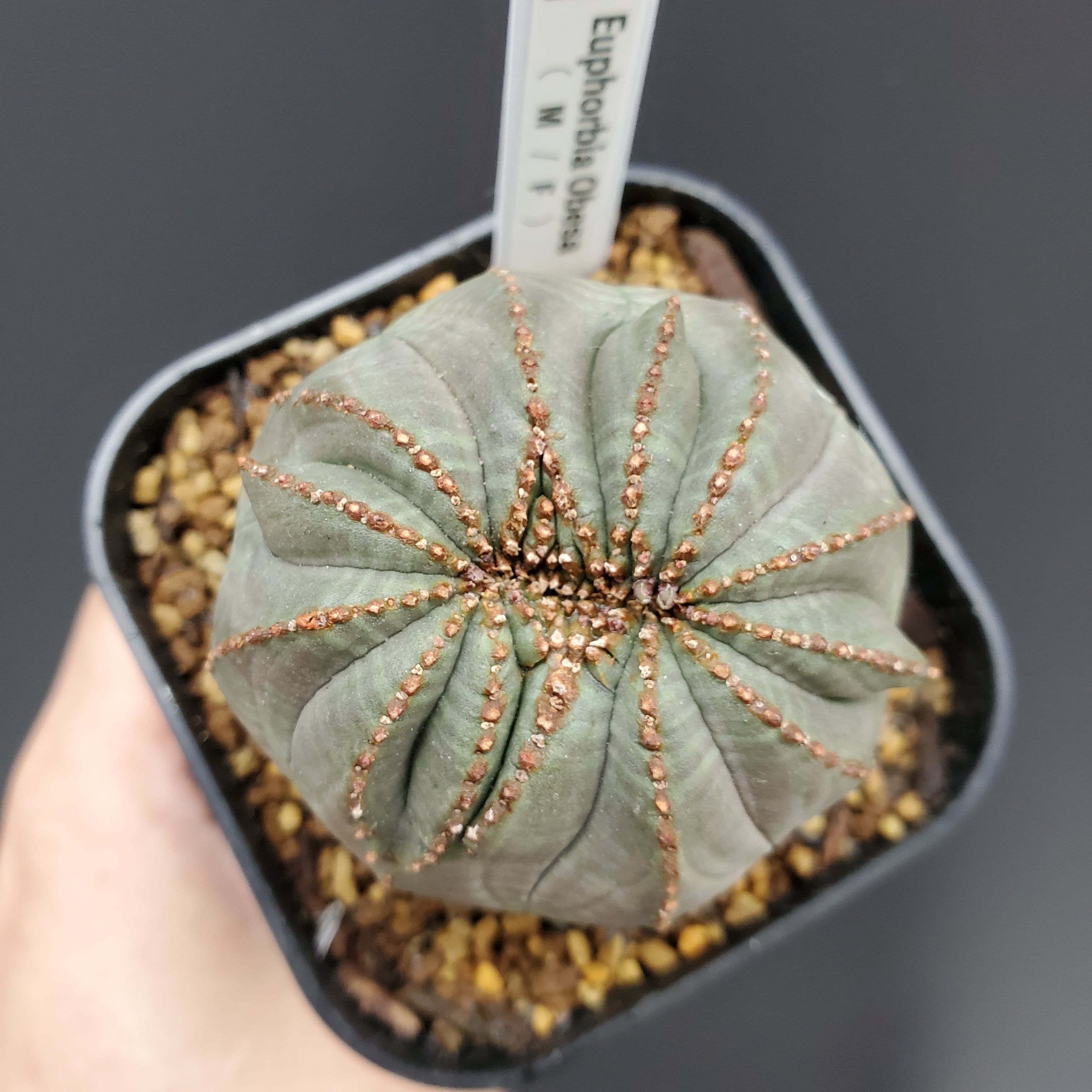 綴化】 Euphorbia Obesa ユーフォルビア オベサ 木質化 綴化】 Euphorbia Obesa ユーフォルビア オベサ 木質化