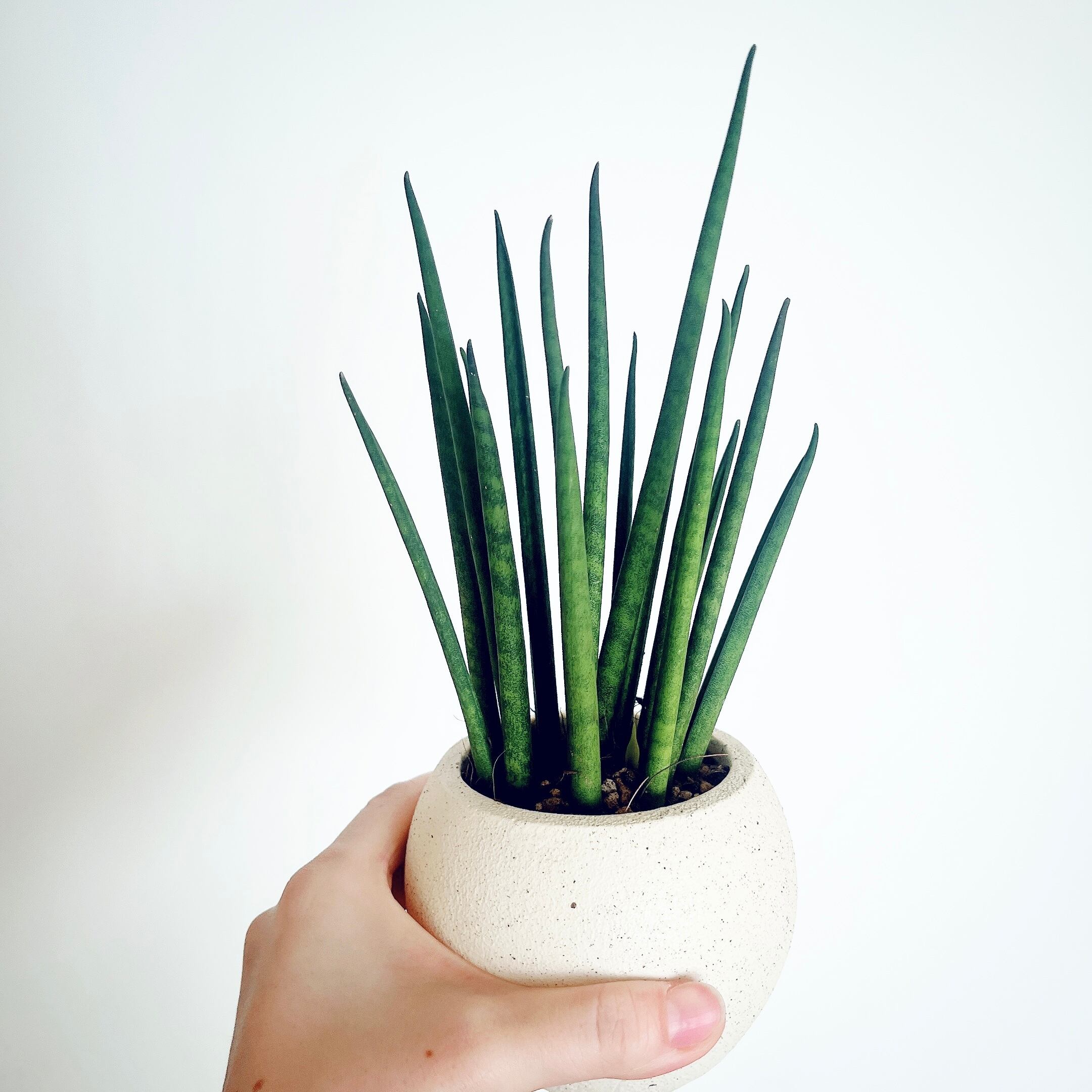 【希少】パキラ ミルキーウェイ 実生 新芽 Sサイズ 観葉植物 calm p 希少】パキラ ミルキーウェイ 実生 新芽 Sサイズ 観葉植物 calm g 最終