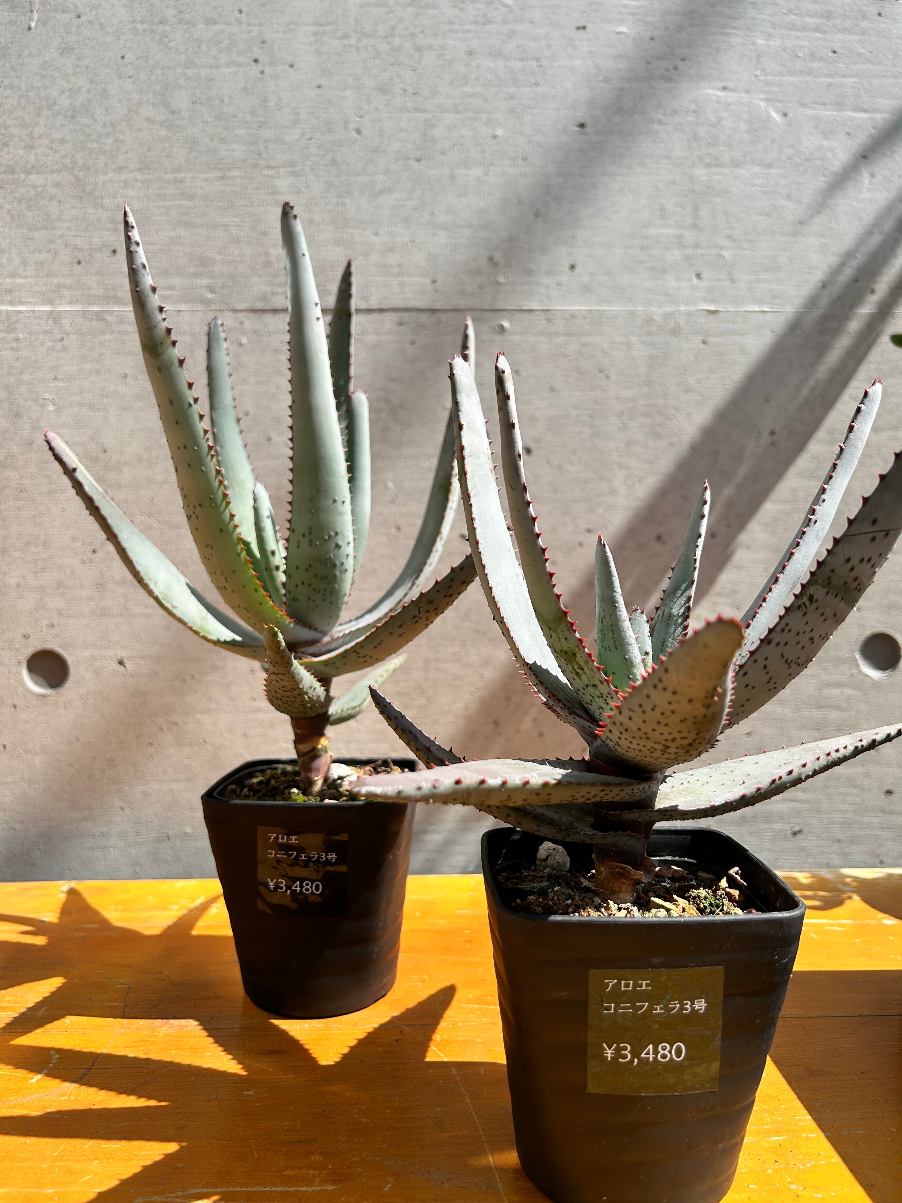 アロエ コニフェラ3号 | 植物との暮らし apricot