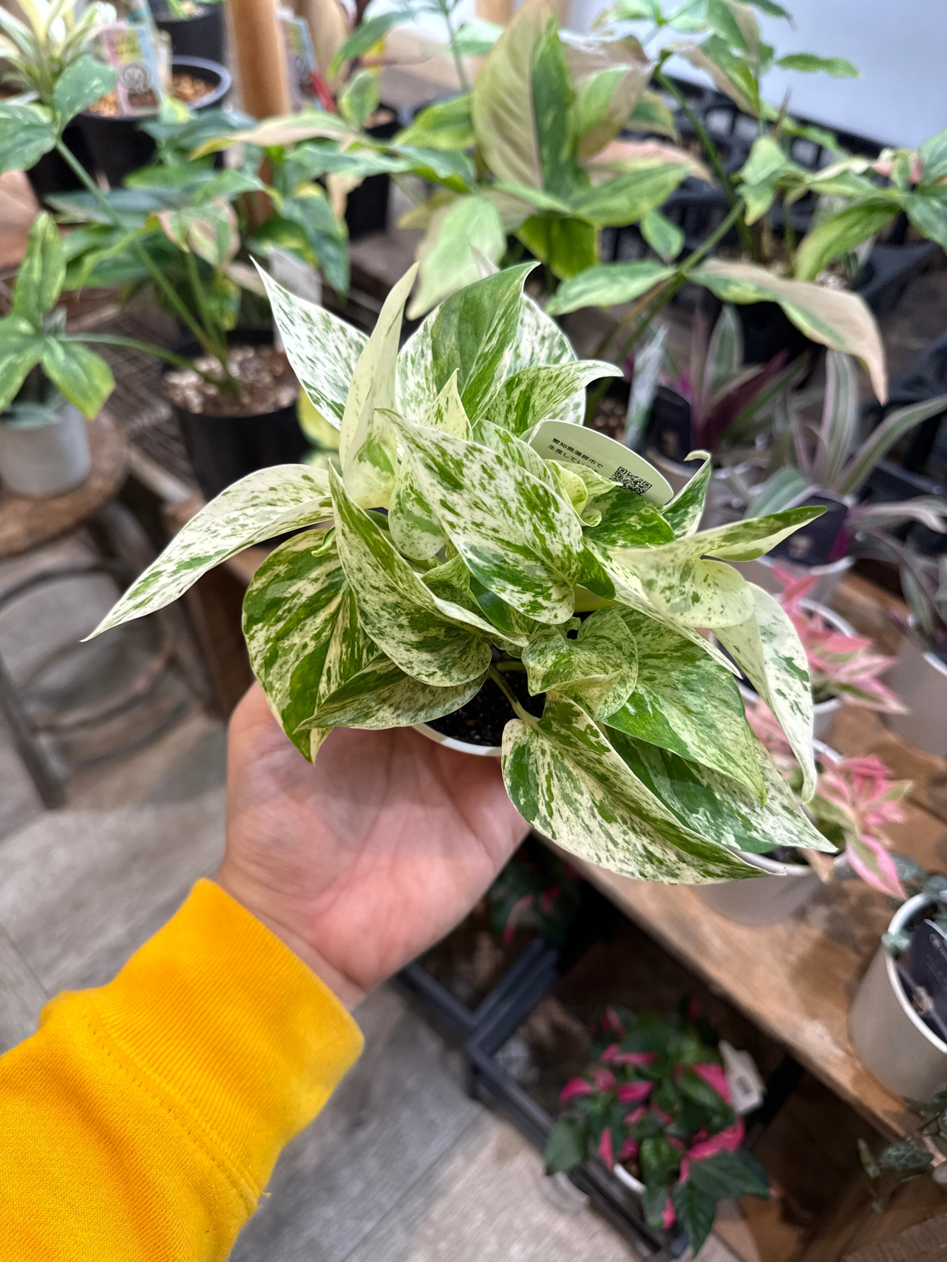 観葉植物 | Gardenえん 【観葉熱帯植物】