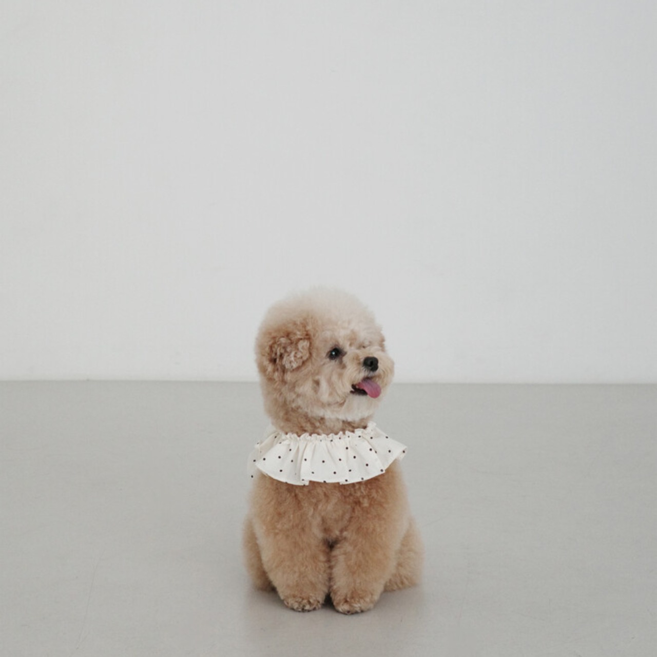 【予約】[ OHDIBS ] CAPENESS leash｜NO.20 _MINI DOT - 10