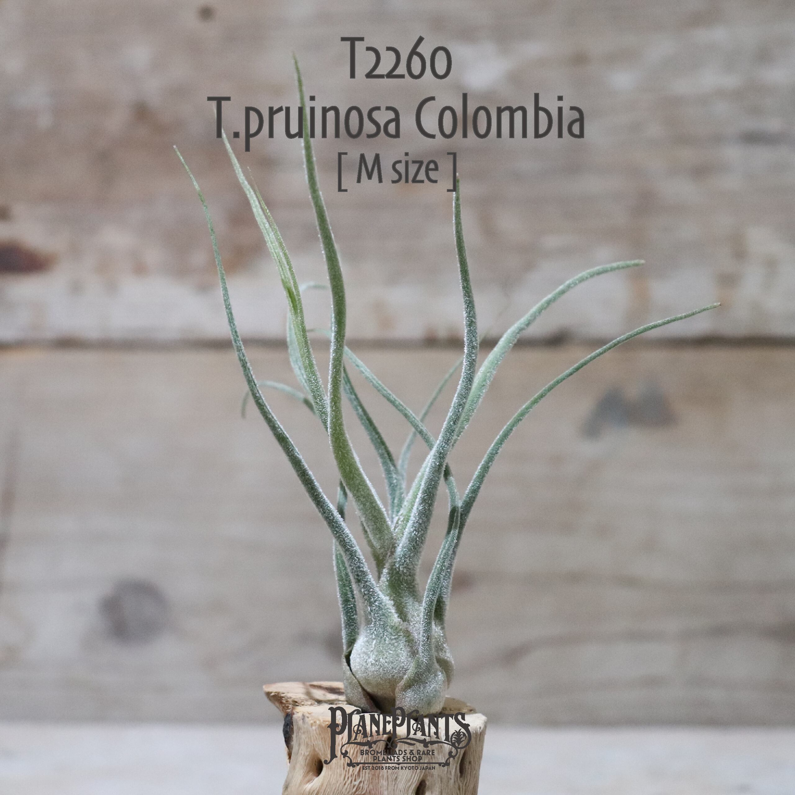 【送料無料】プルイノーサ コロンビア M〔エアプランツ〕現品発送T2260