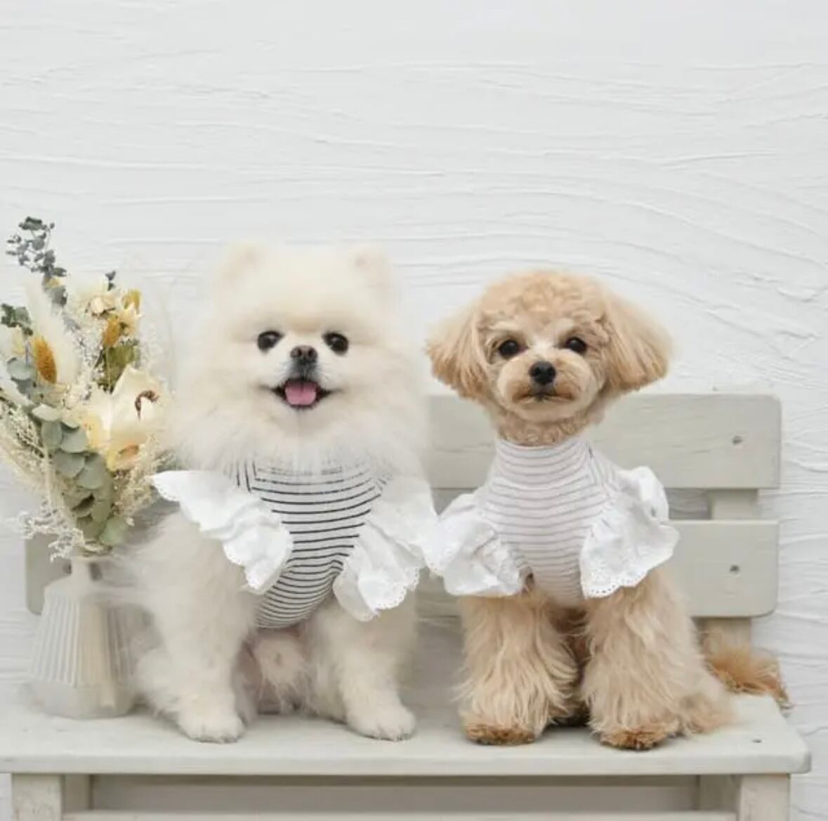 犬服 3S わんこの普段着 ポップアニマル