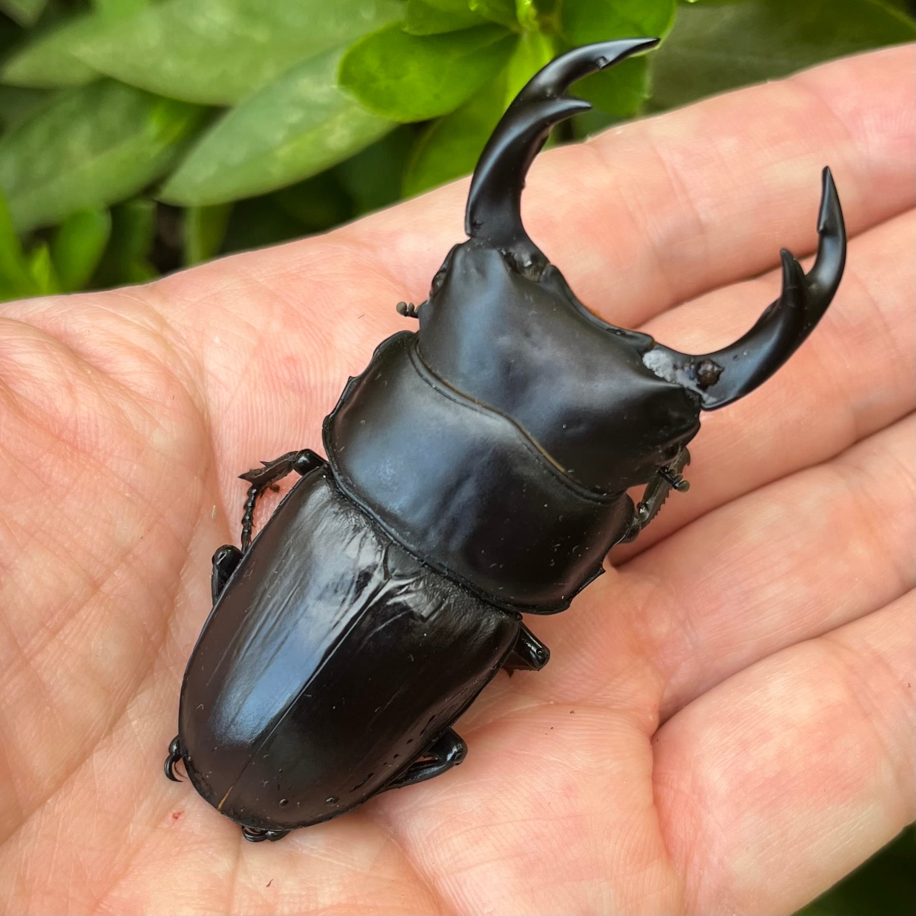 山梨県韮崎市穂坂町産オオクワガタ♀単品F1個体48mm #6440 | Dorcus