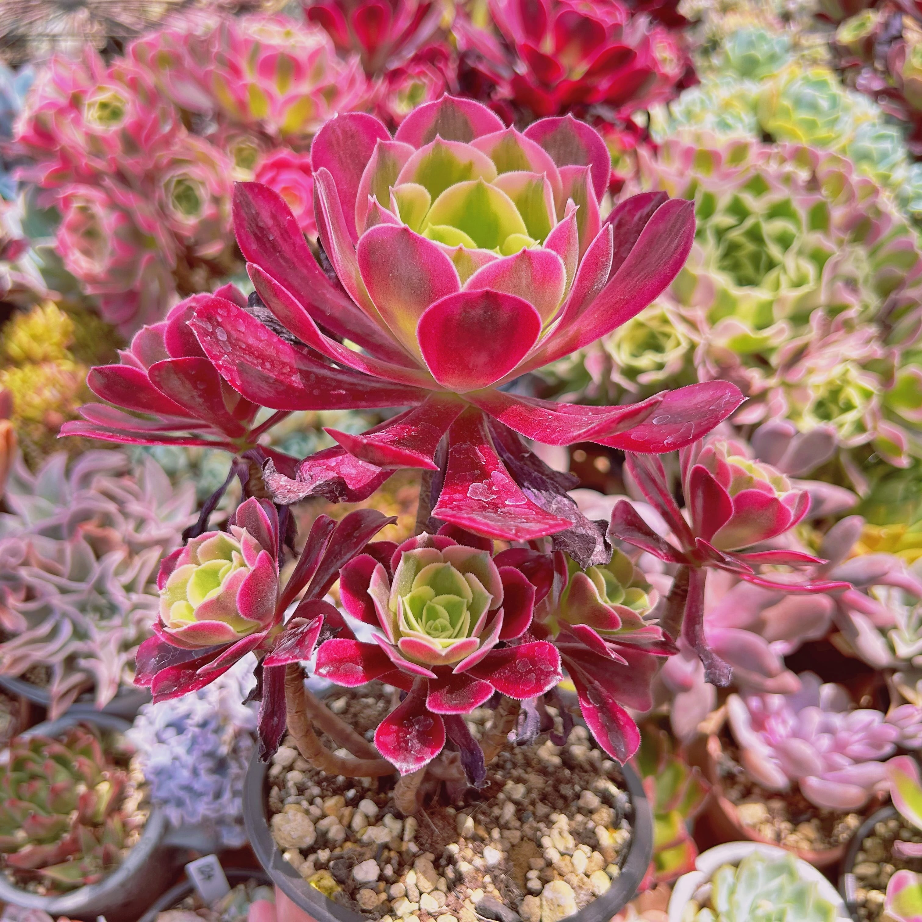 1113現物 多肉植物 メデューサ 特大群生 抜き苗 | るる農園~多肉植物専門