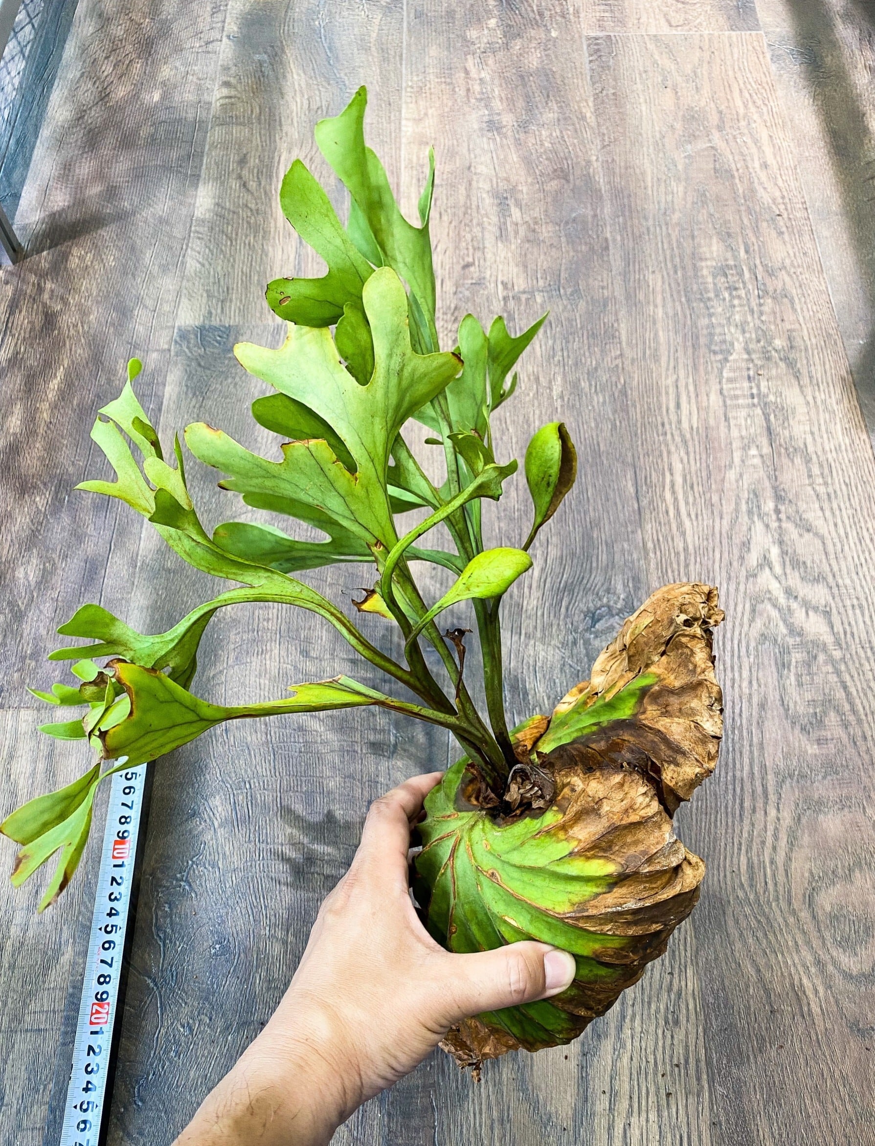 ビカクシダ☆Platycerium ridleyi (プラティケリウムリドレイ)