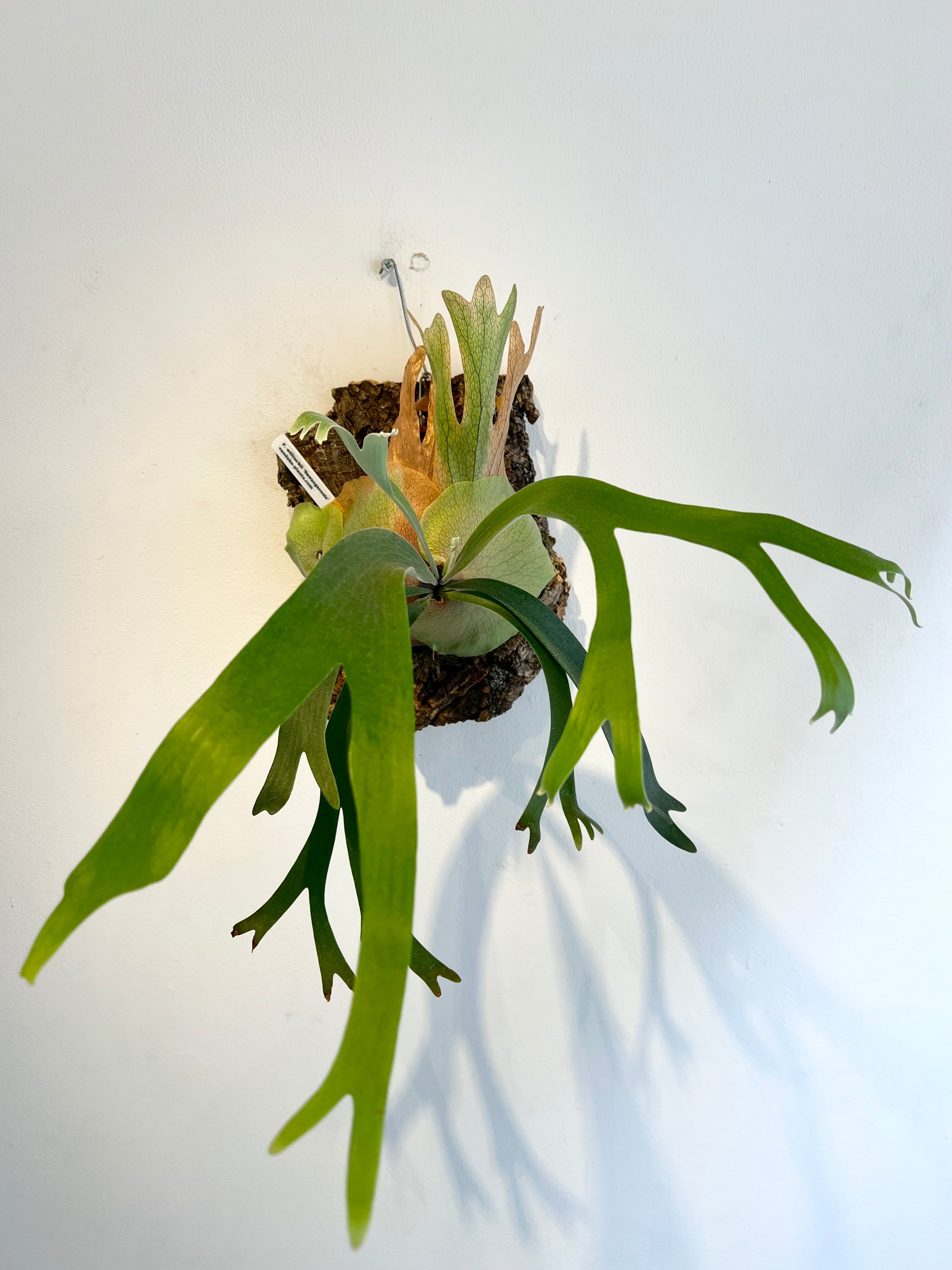 ビカクシダ willinky The.World ビカクシダ ウィリンキー 