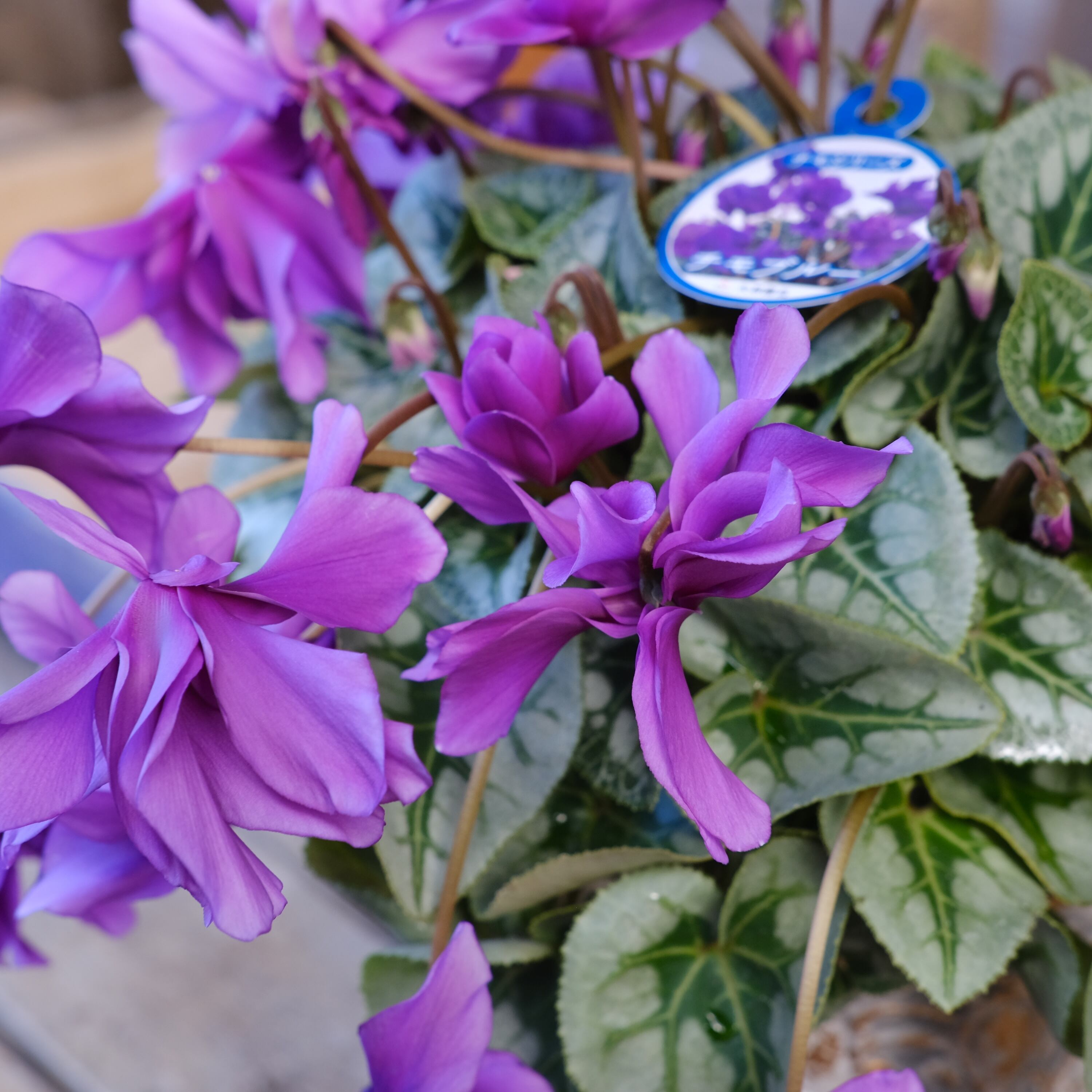 No, 8】ミニシクラメン チモシリーズ 八重《 枝垂れざき 》鉢なし