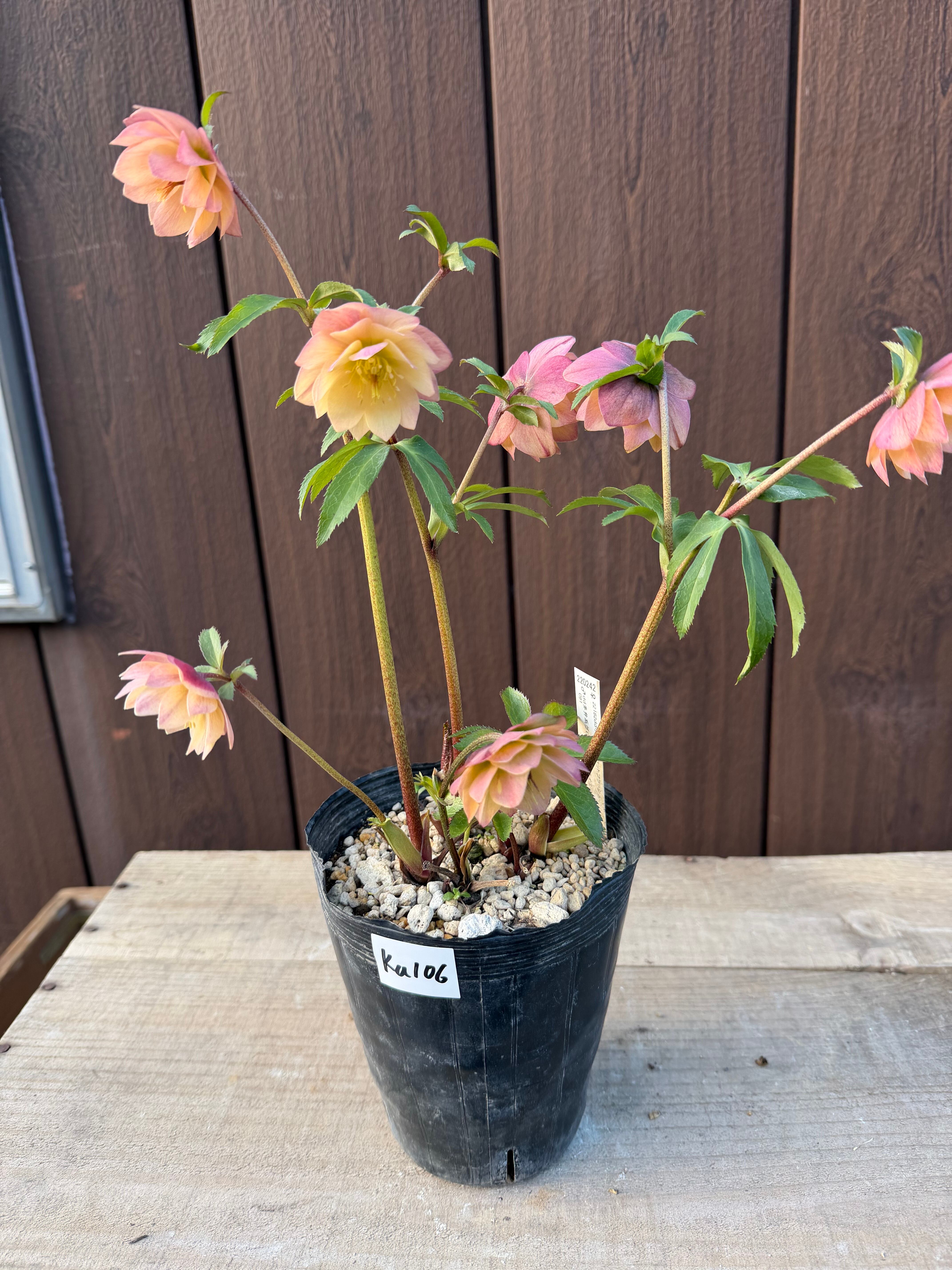 アプリコットイエローグロス微香 ※蕾無し特価 加藤農園 クリスマス