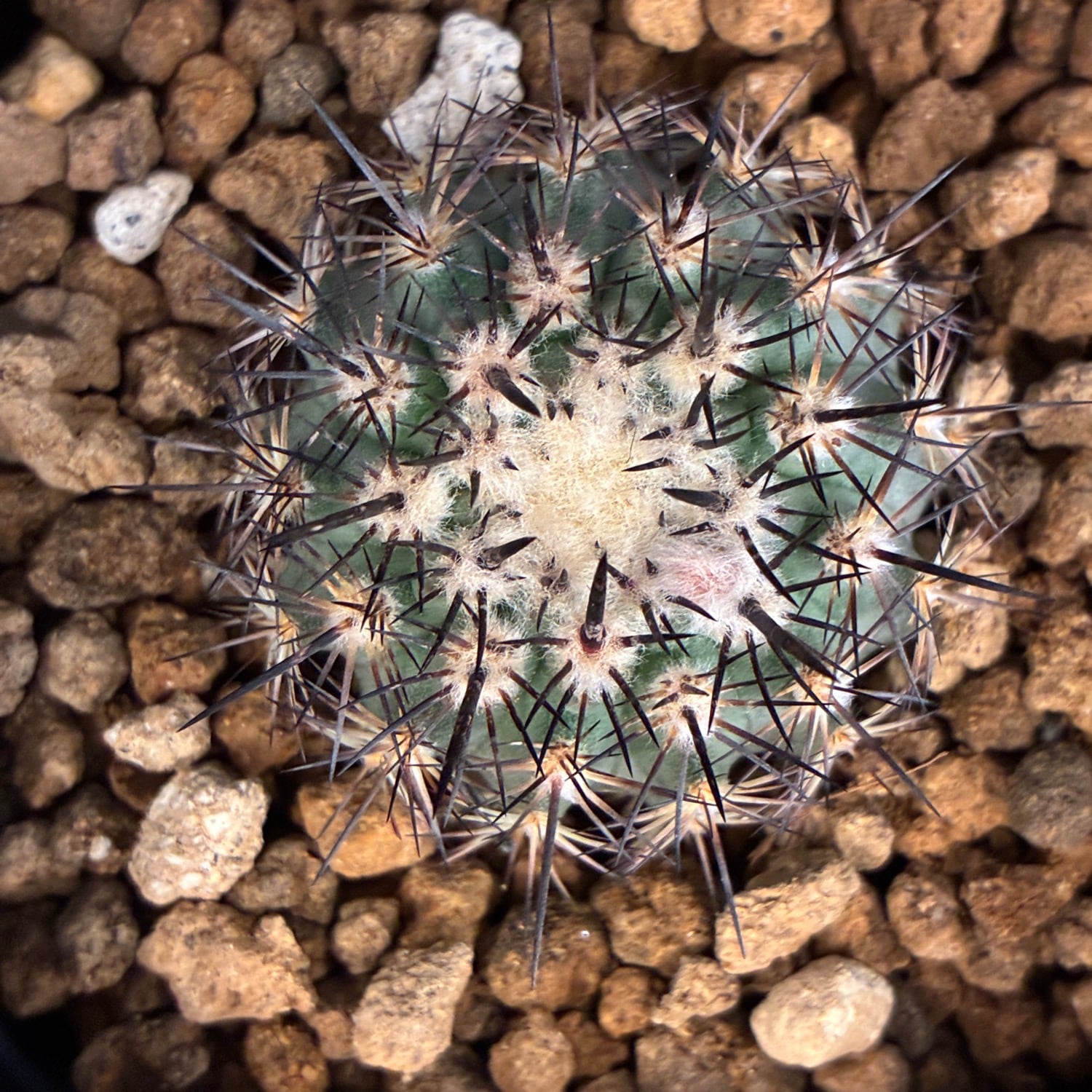Copiapoa】サボテン イスラヤsp実生【1049】 | PROTOLEAF プロトリーフ