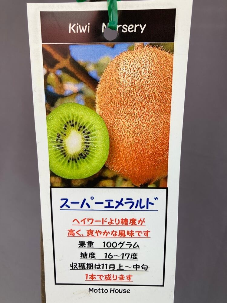 1本で実なるキウイフルーツ苗木 1本で実なるキウイフルーツ苗木