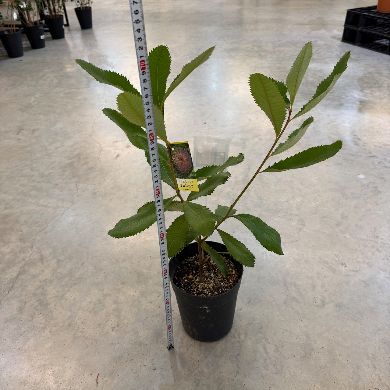 スワンブ　バンクシア【576】