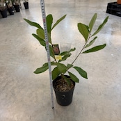 スワンブ バンクシア【576】