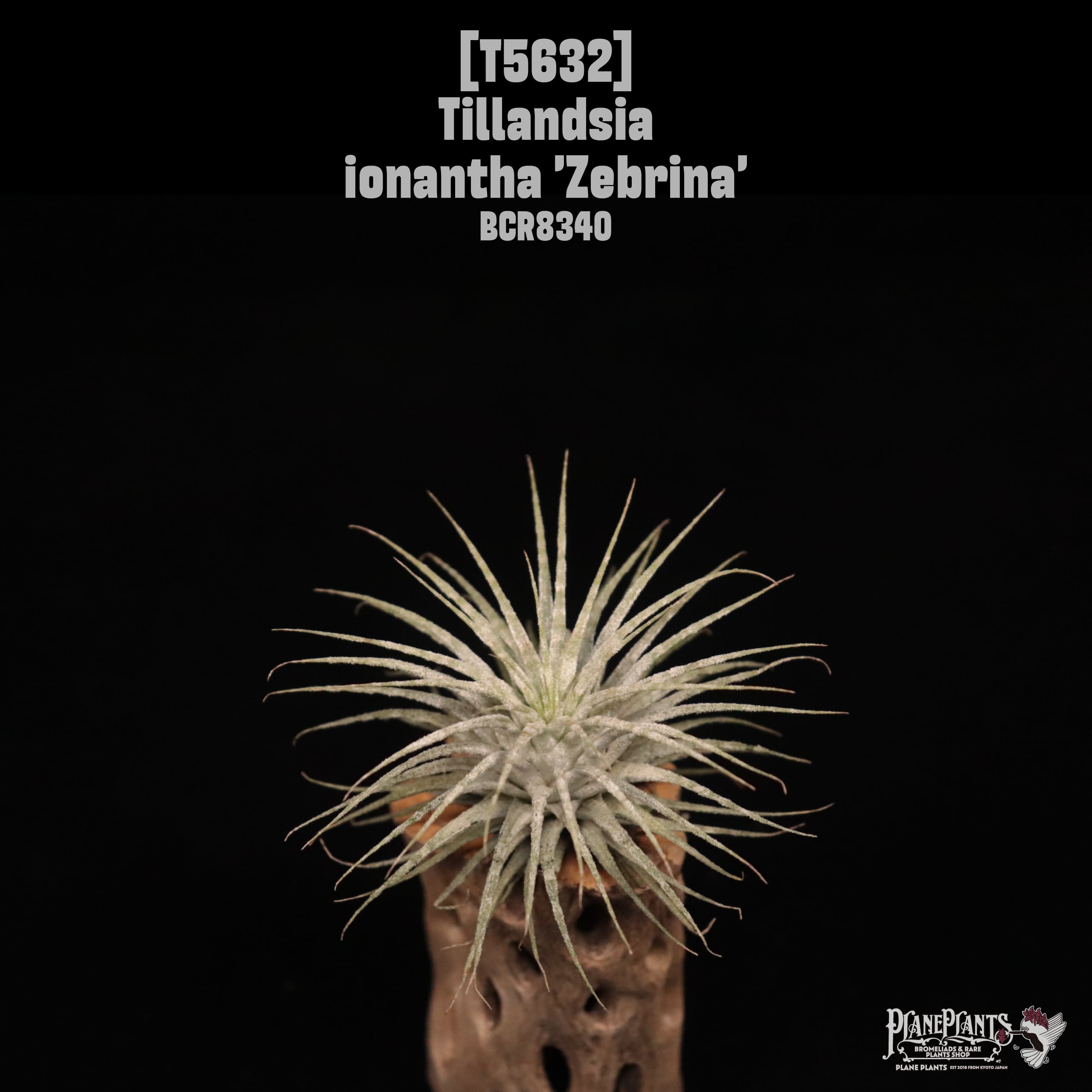 □ TILLANDSIA IMPORT [契約農園輸入株] | plane plants