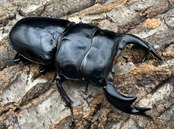 《インドアンタエウス サディア産 82mm ペア》