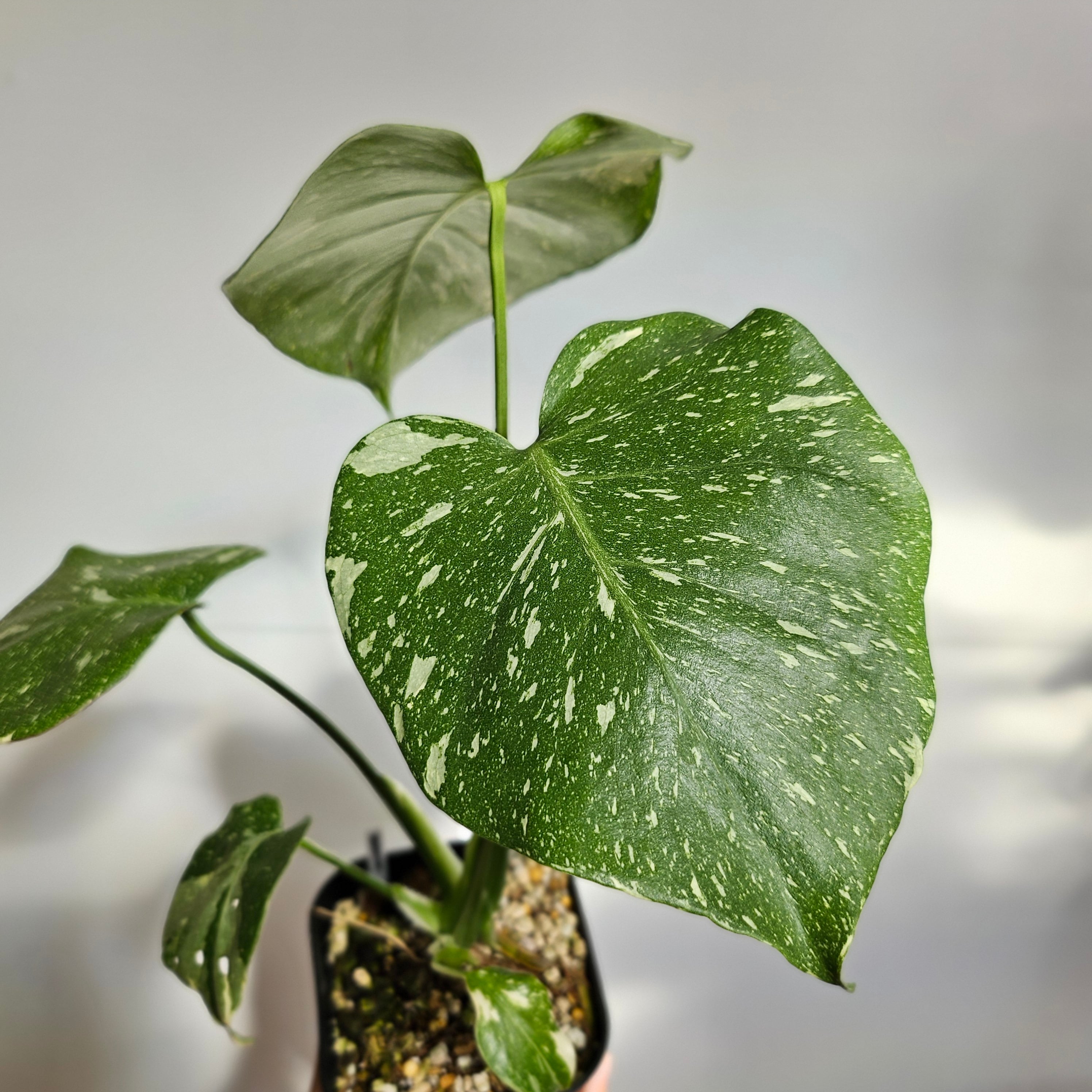 モンステラ デリシオーサ タイコンステレーション 斑入り⑧ monstera 