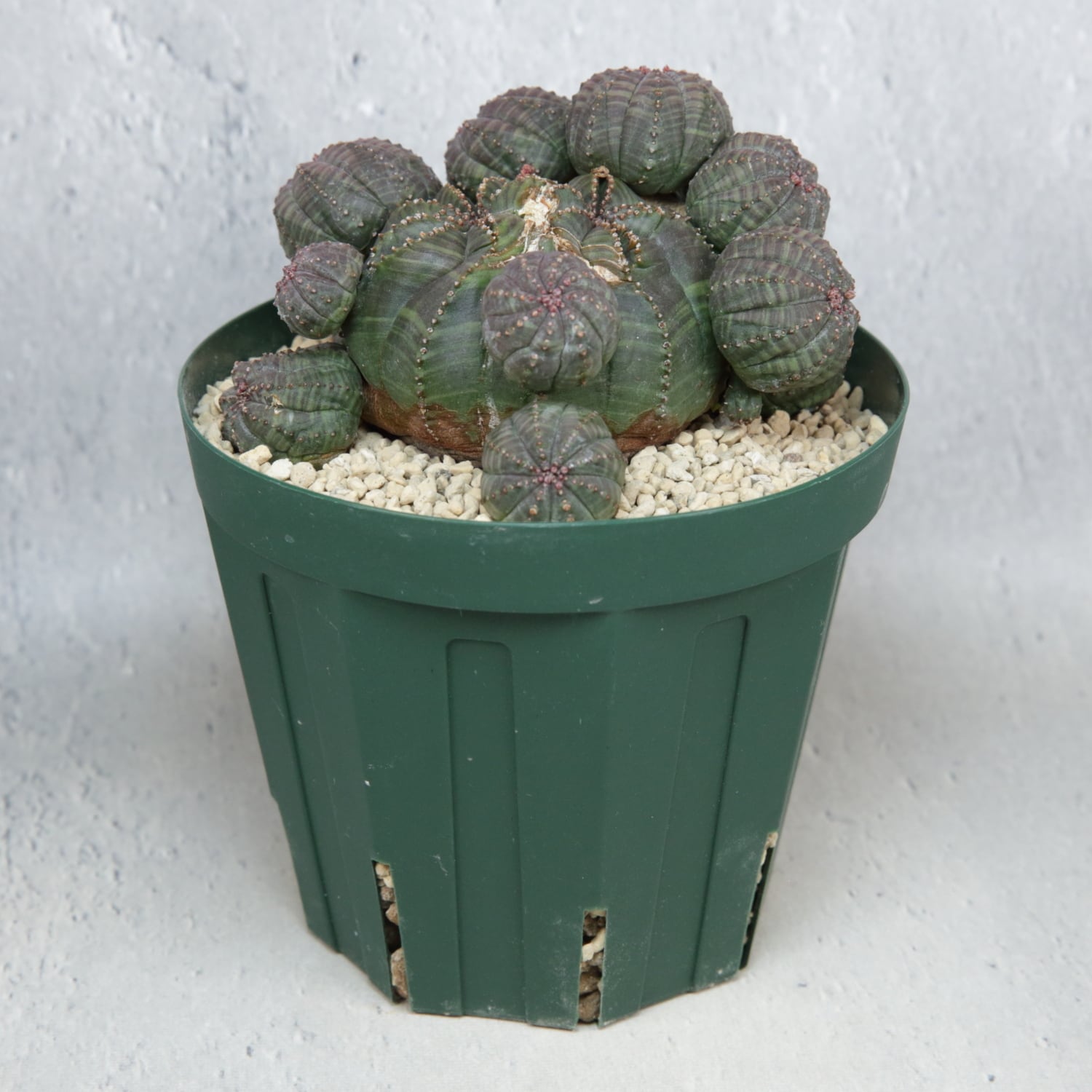 超厳選株】大株 最大幅 約10cm 仔吹き 捻じれ 円扇石化 オベサ