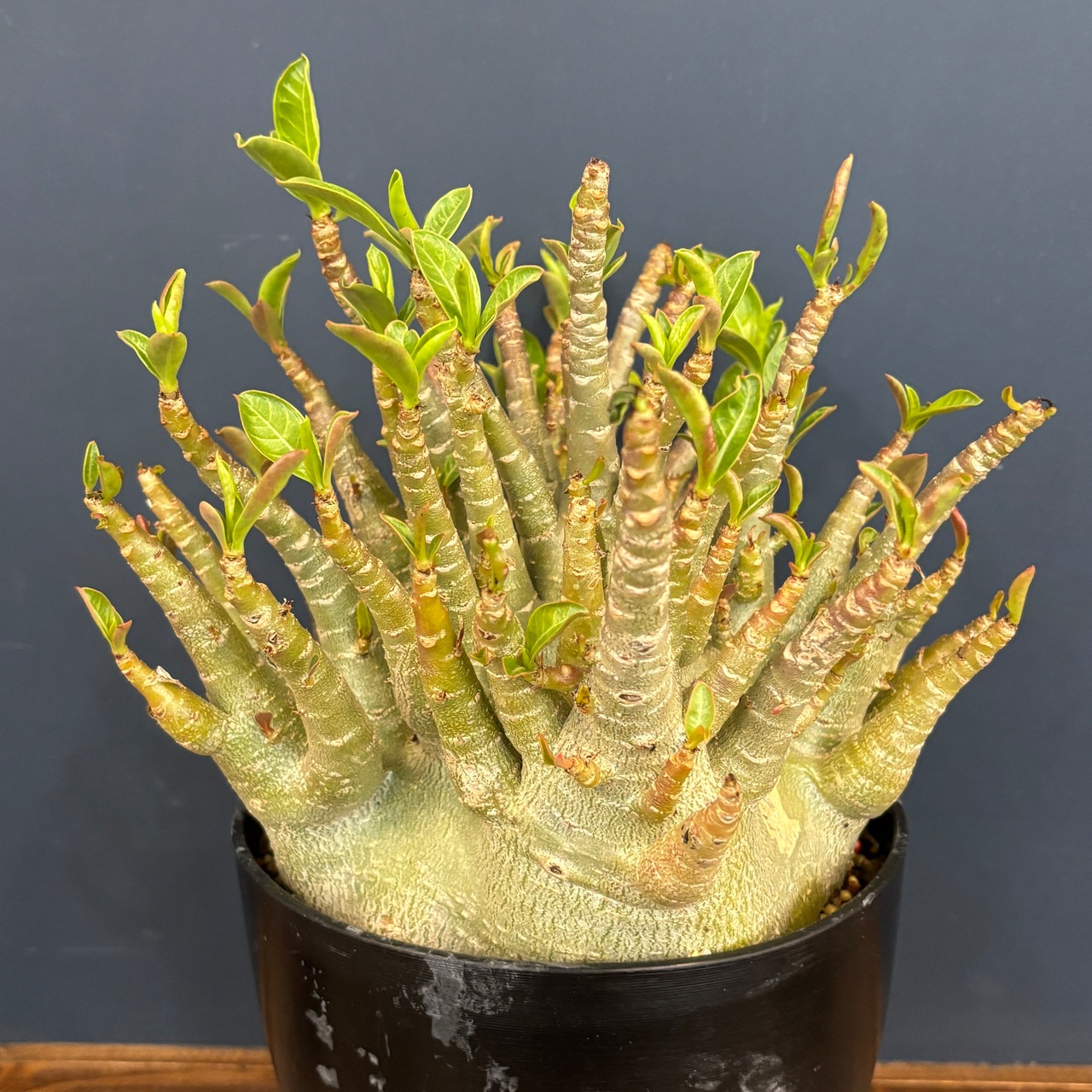 【特選品】アデニウム アラビカム(アラビクム)コンパクトグリーン【818】