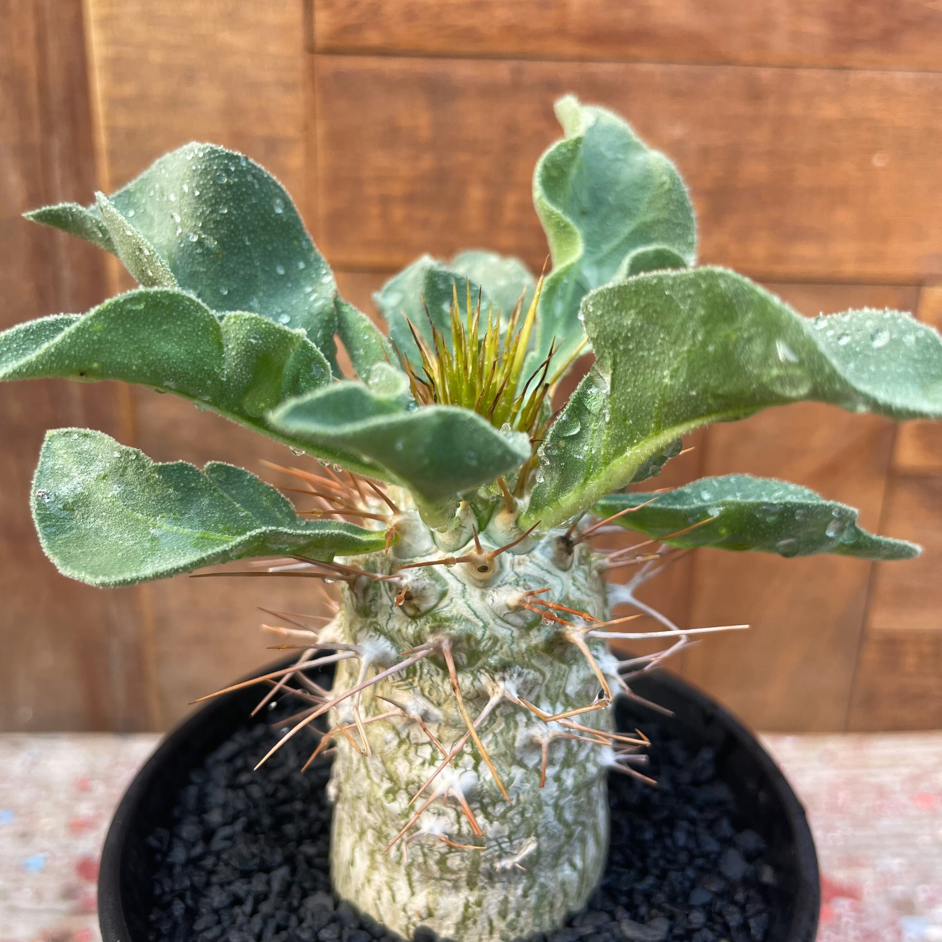 Pachypodium namaquanum【パキポディウム・ナマクアナム・光堂