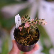 Phyllanthus urinaria 'Pink Variegated'│フィランサス・ウリナリア ピンク斑入り⑥│観葉植物
