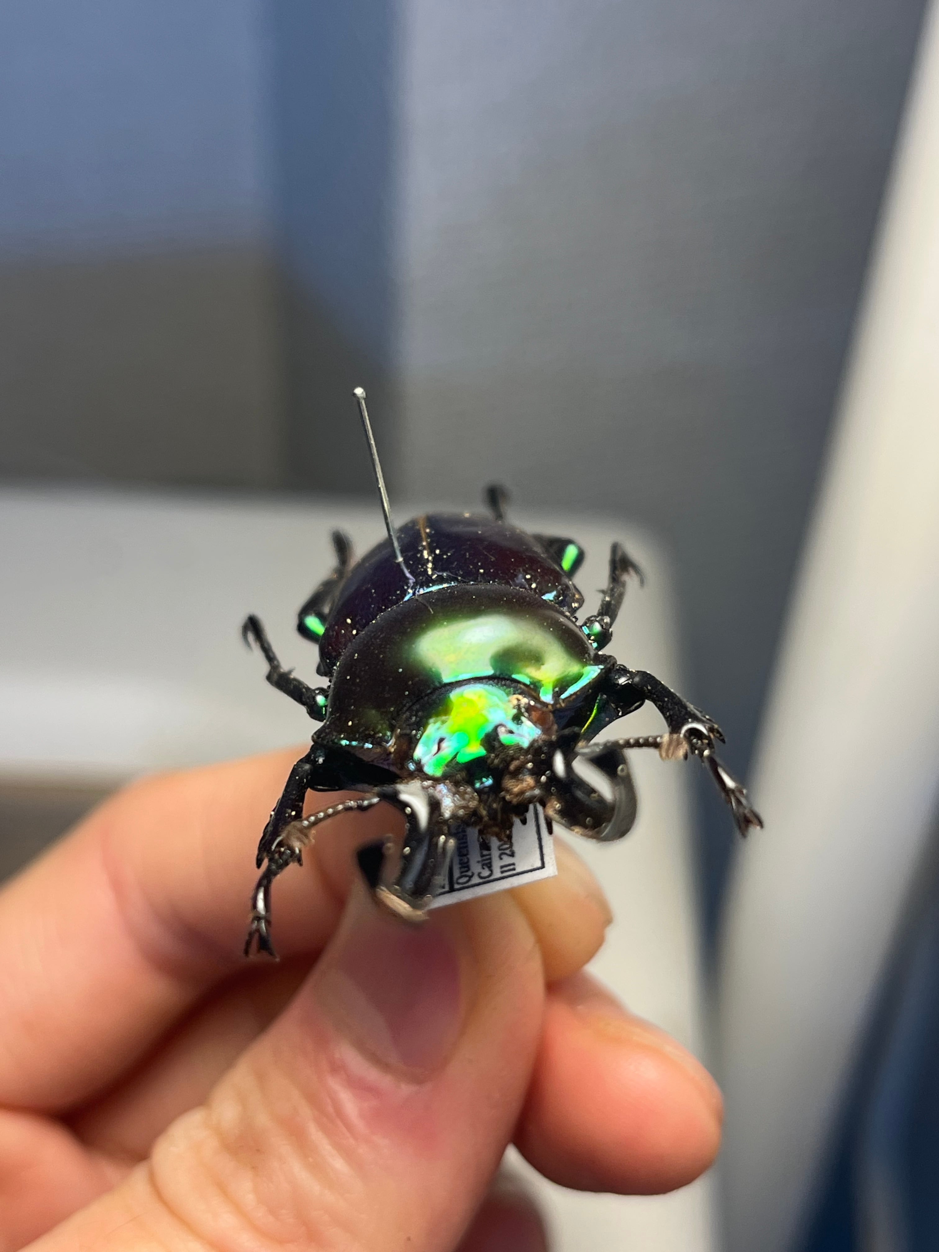 標本】ニジイロクワガタ オウゴンオニクワガタ ピカール血統 エラフス
