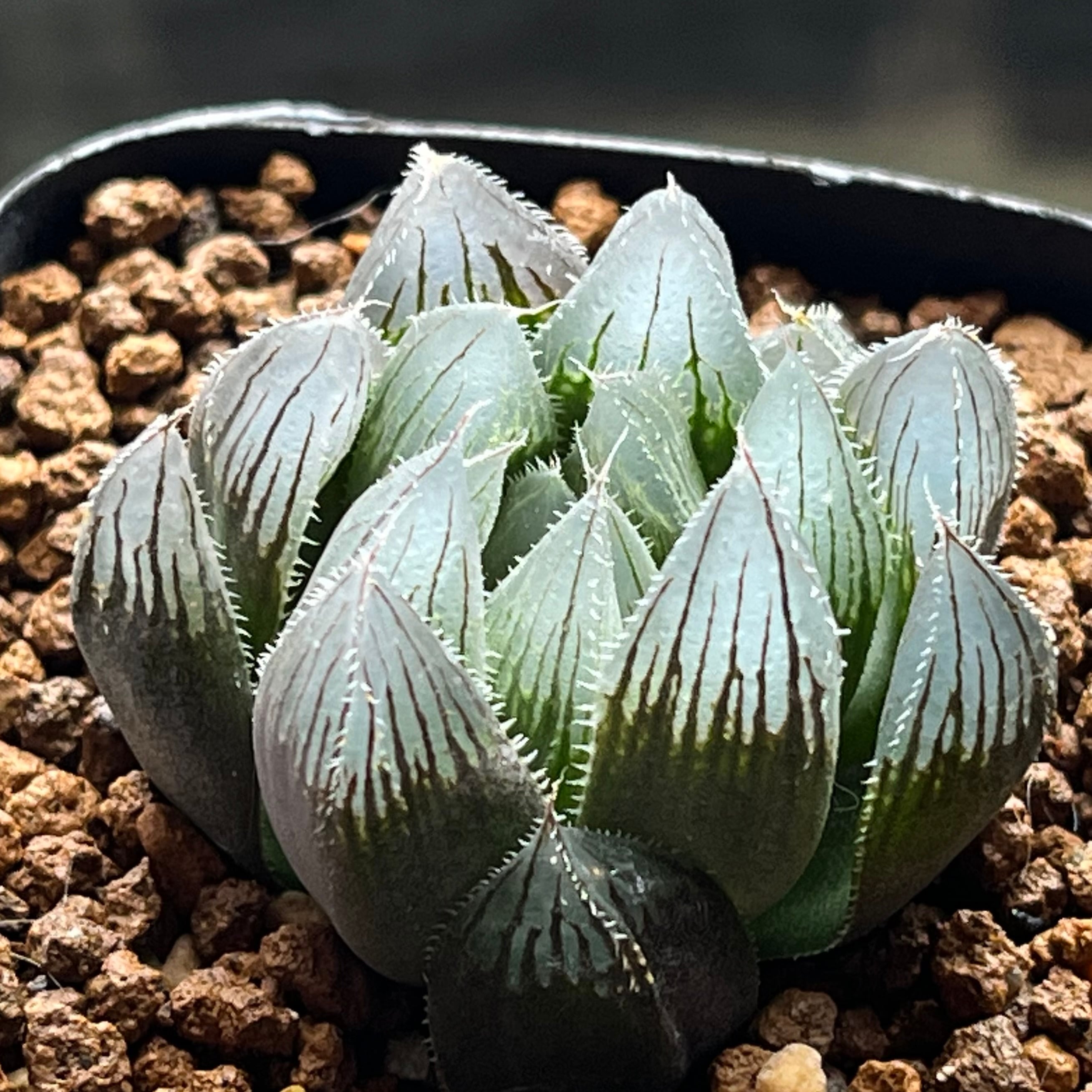 ハオルチア 雫絵巻 | mocono_plants