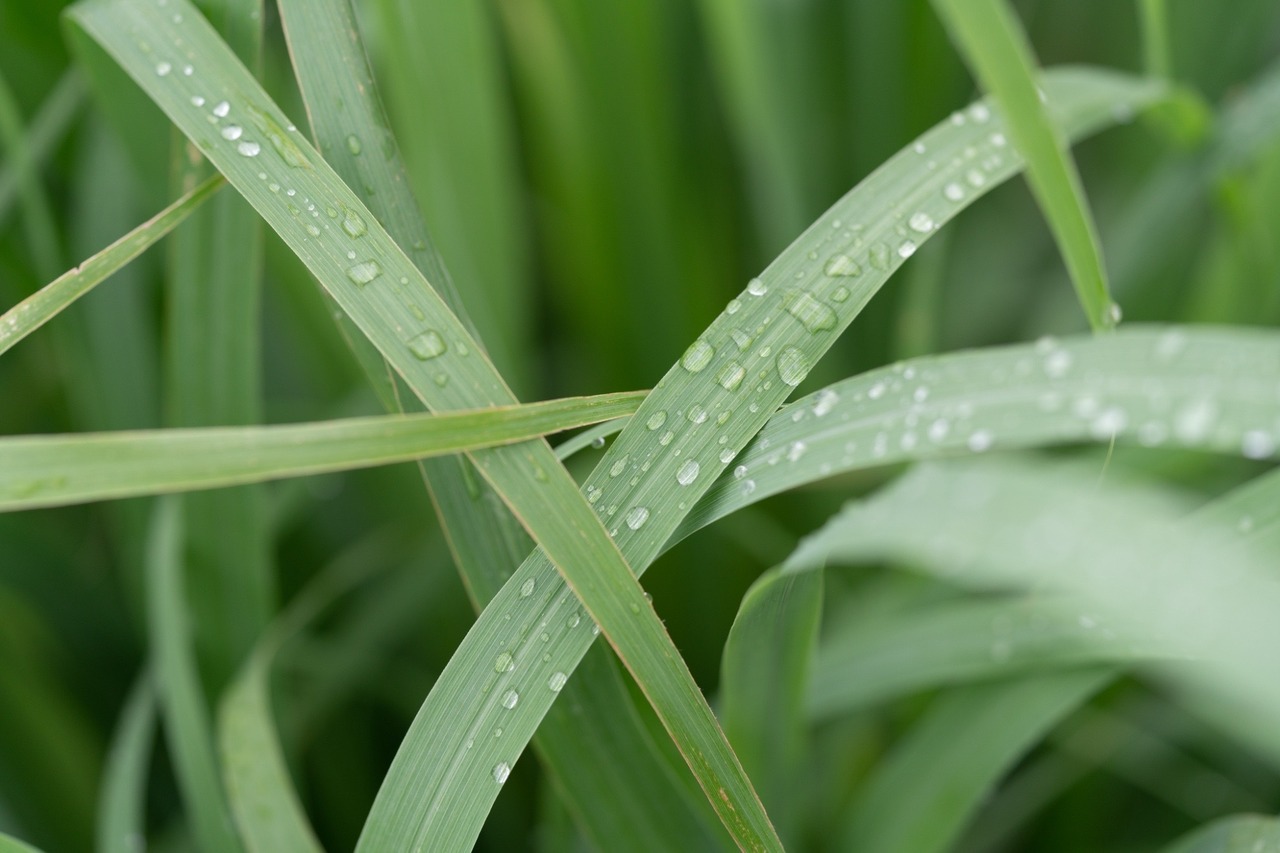 【2025年度プレミアム】狭山のレモングラス茶　ティーパック3個入