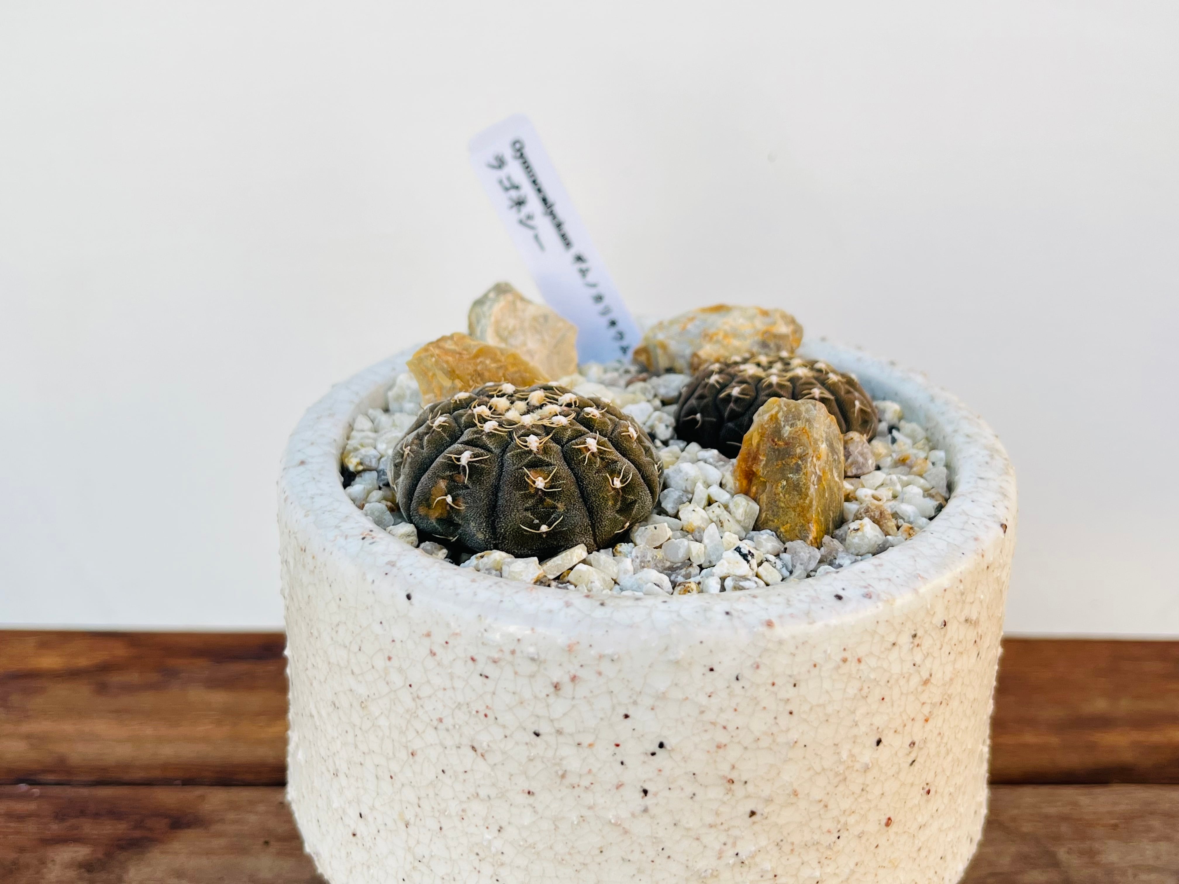 Gymnocalycium ragonesei ギムノカリキュウム ラゴネシー サボテン