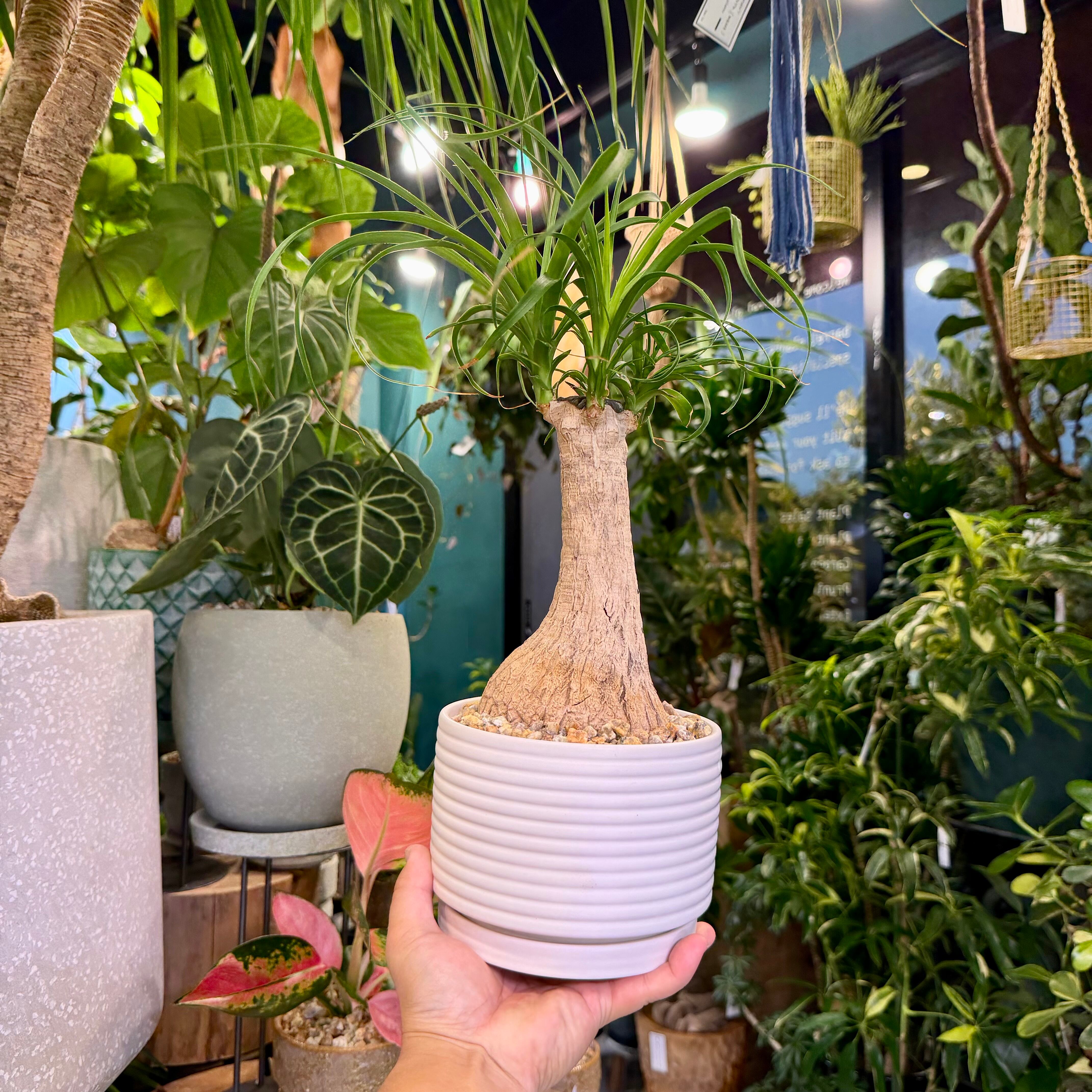 ノリナ・ポニーテール | barrelplants_BONSAI