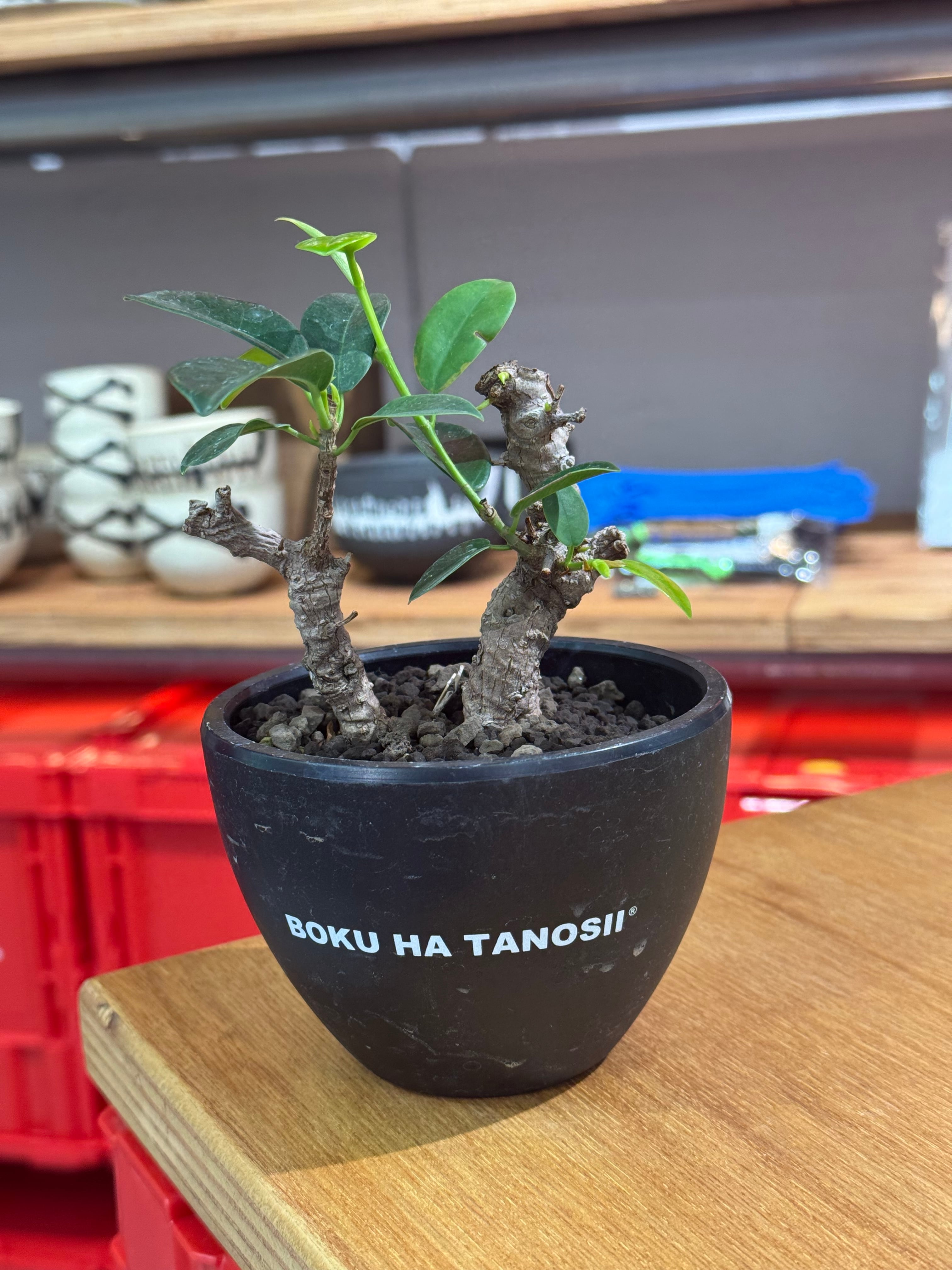 新着】 Ficus microcarpa 【ガジュマル 琉球盆栽】× ボクタノ鉢【BOKU
