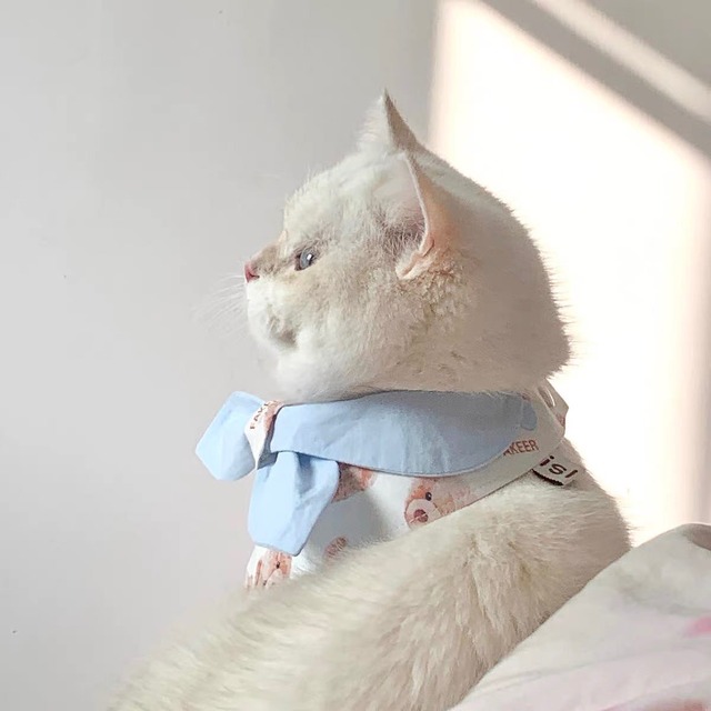 テディベアリボン&ネクタイ islet 猫