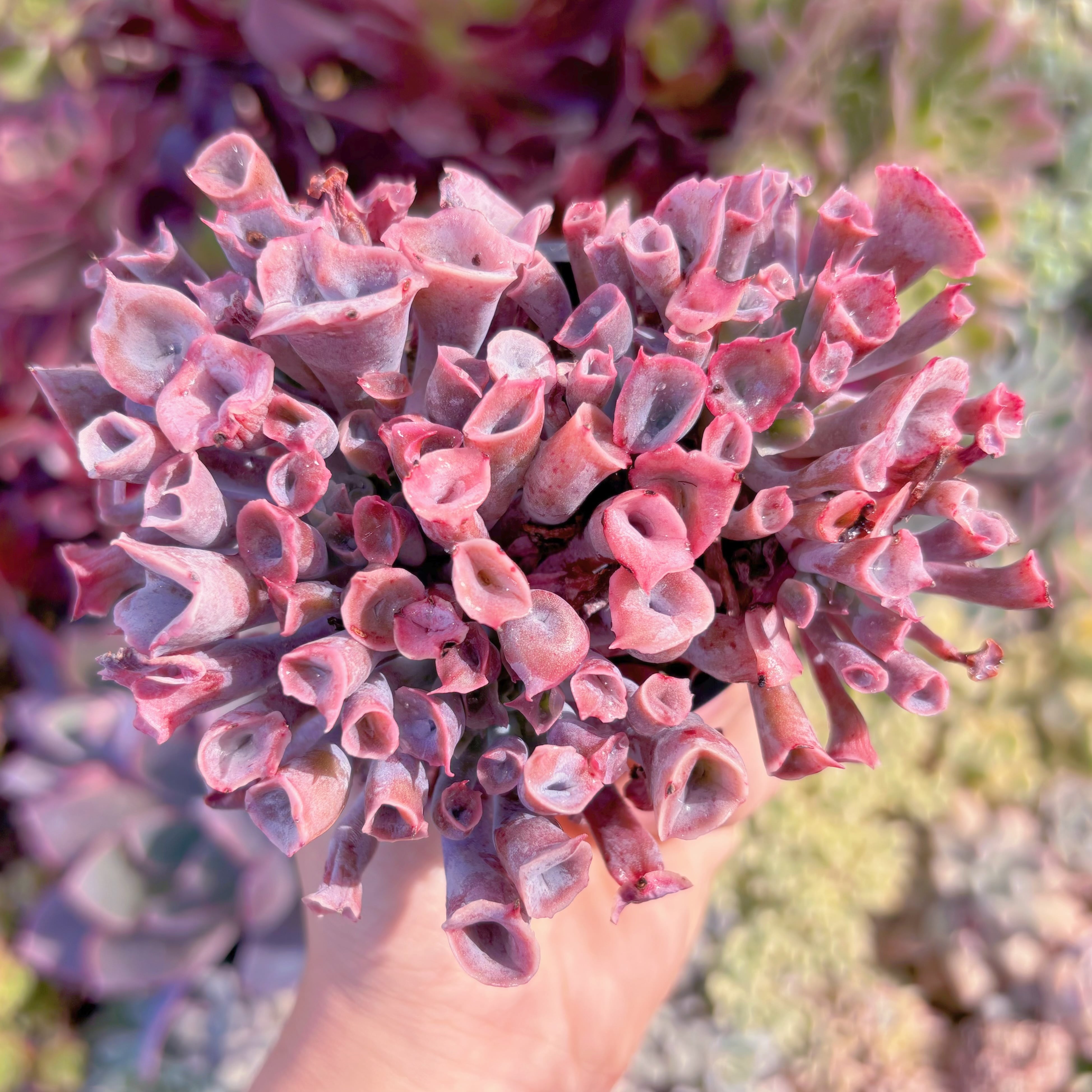 現品　魔笛#220　るる農園