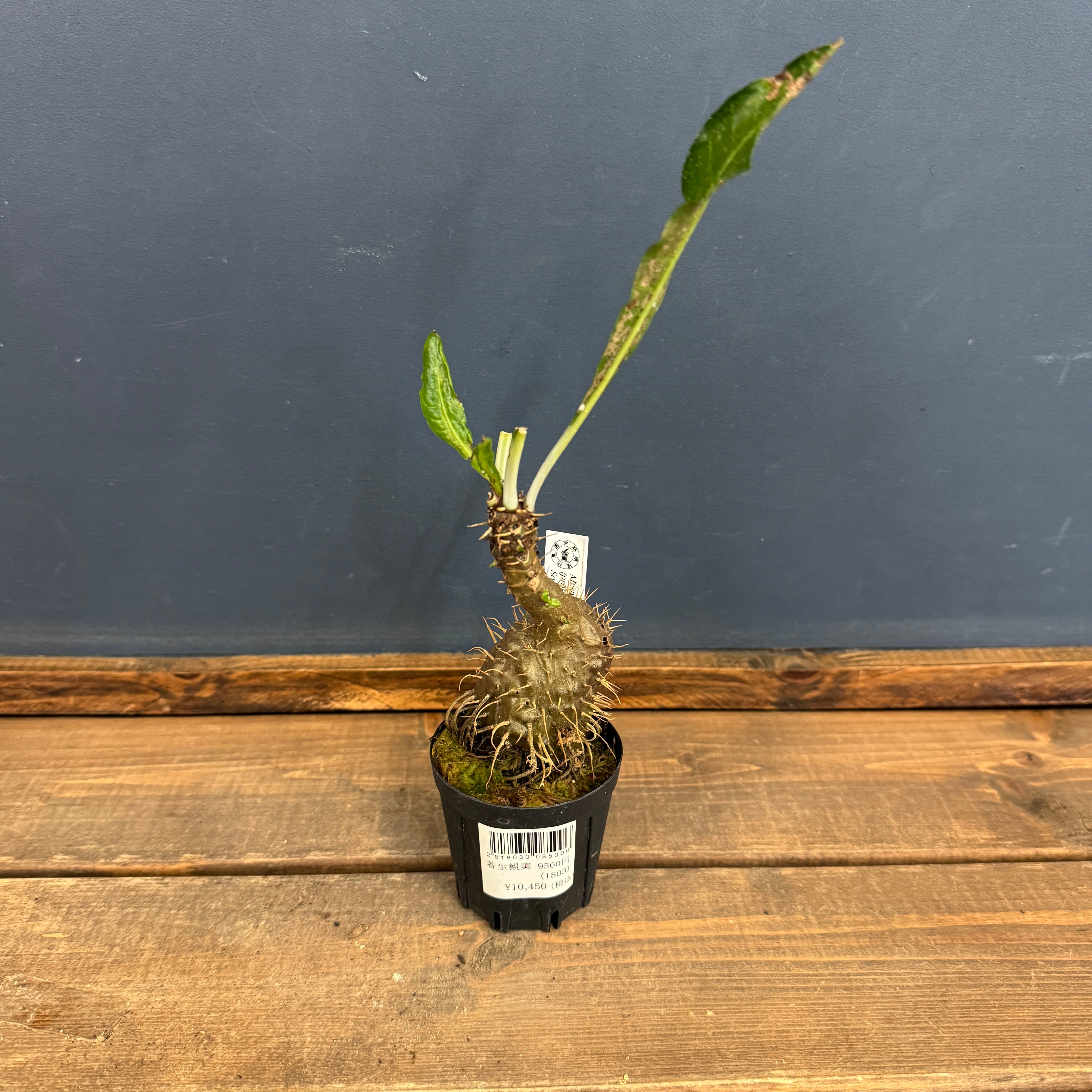 ミルメコディア alata (prolifera type, alveoli- long thorn