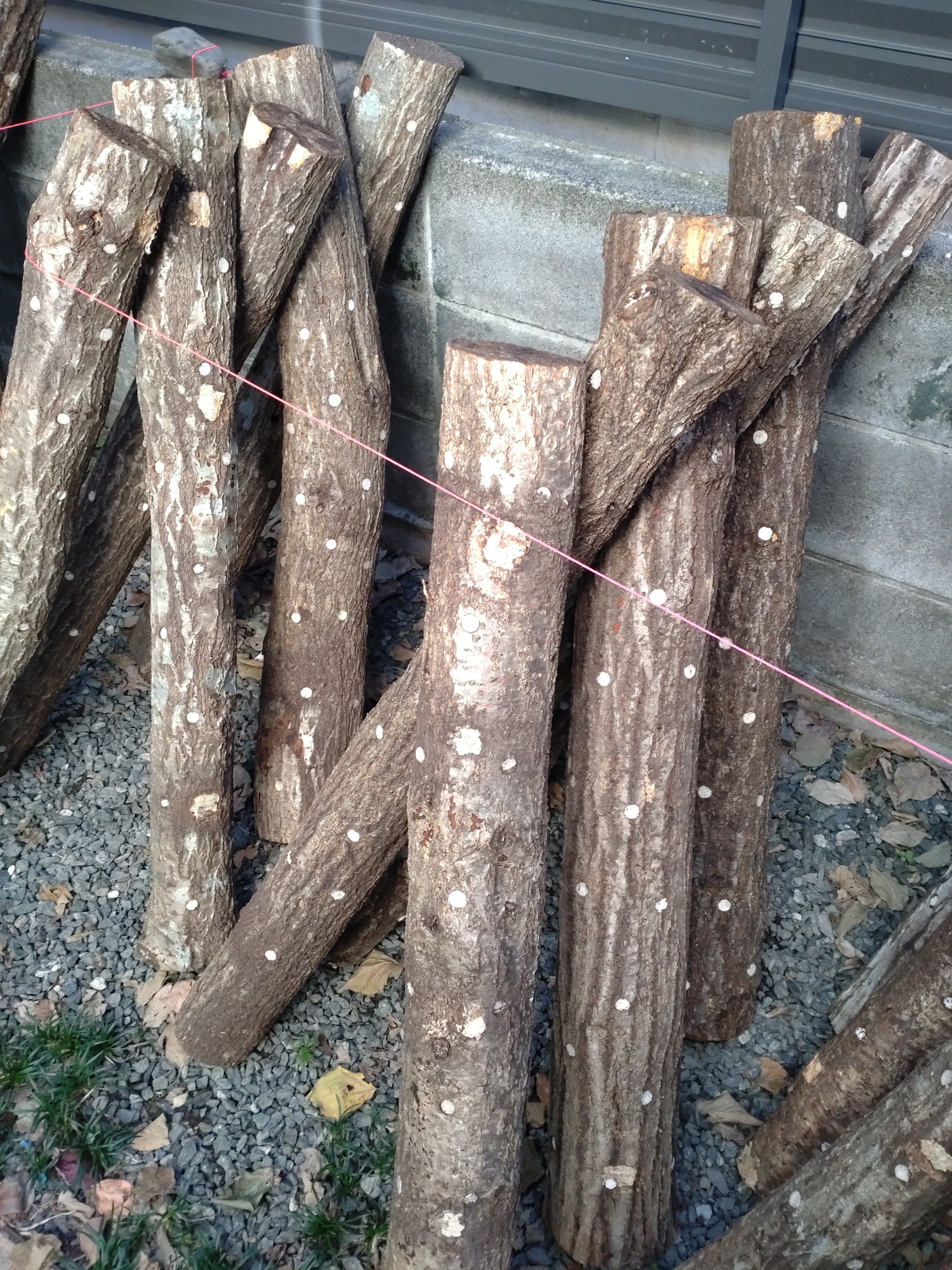 原木シイタケ 熟成ほだ木 中3本【送料込】 | 北遠椎茸株式会社