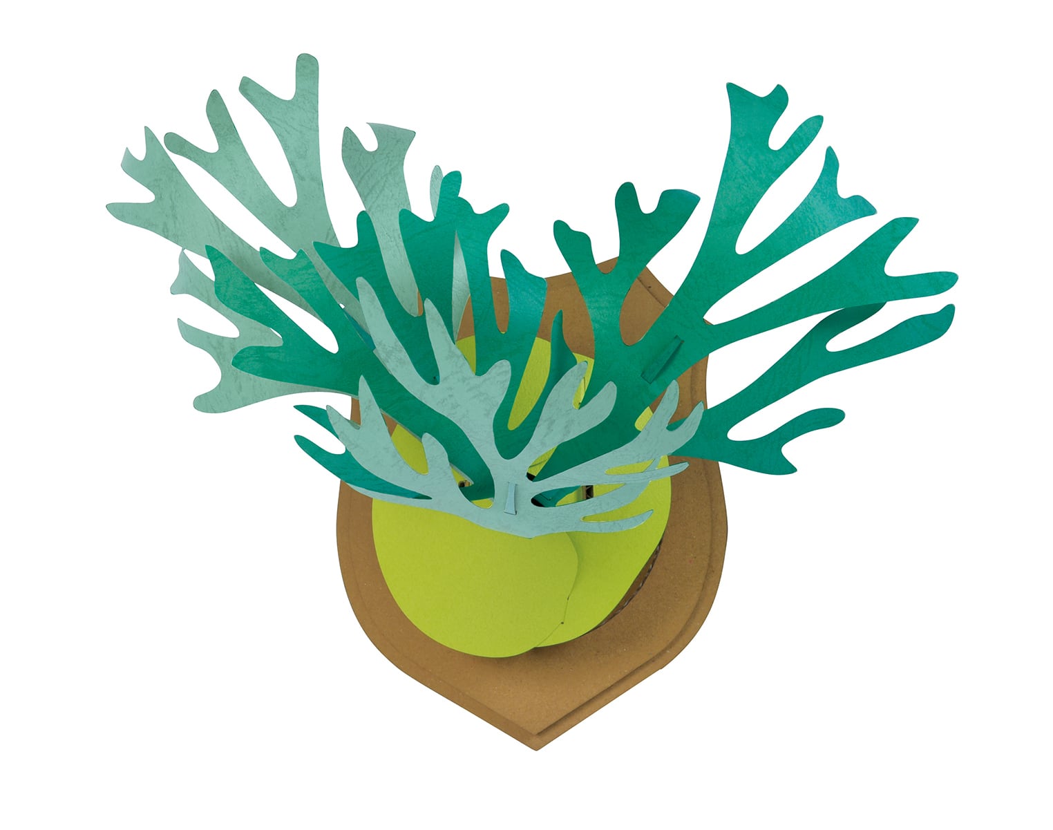 のり 2点 ビカクシダ カミノミドリ ビカクシダRD | bog craft official store