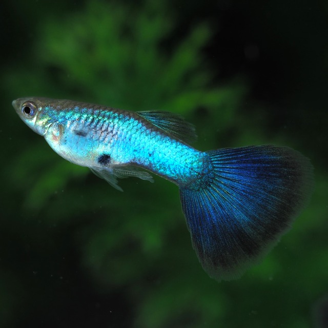 ラズリーブルーテール　若魚1ペア