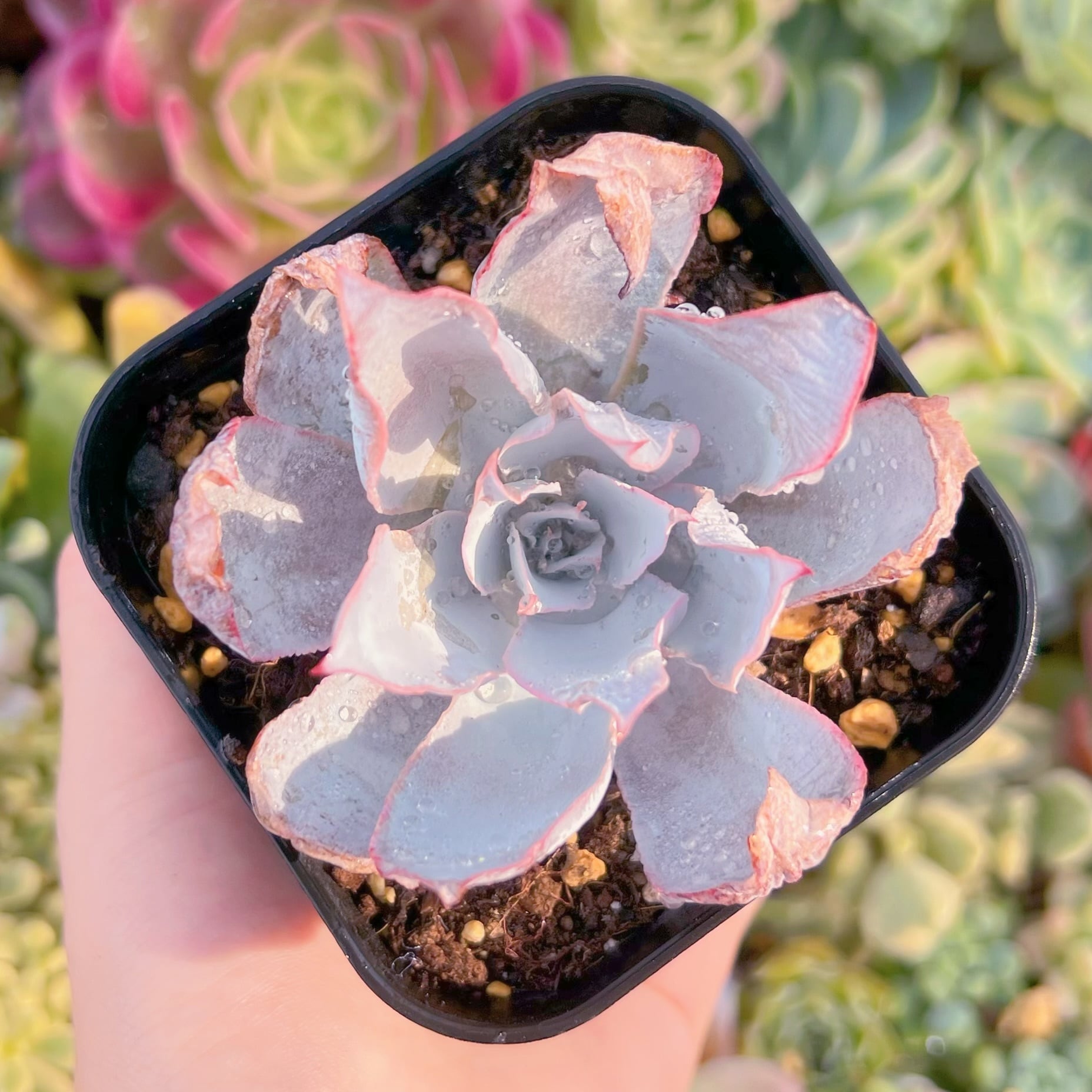 現品　カンテ#F092　るる農園