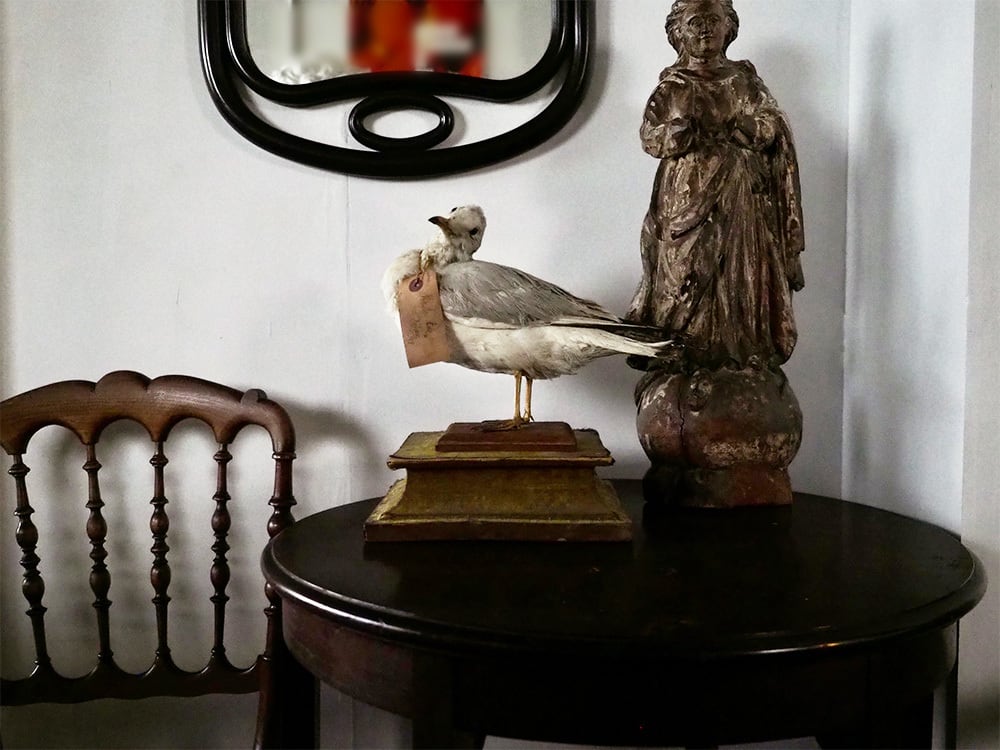 鳥の剥製 Mouette Ⅰ | antique Salon