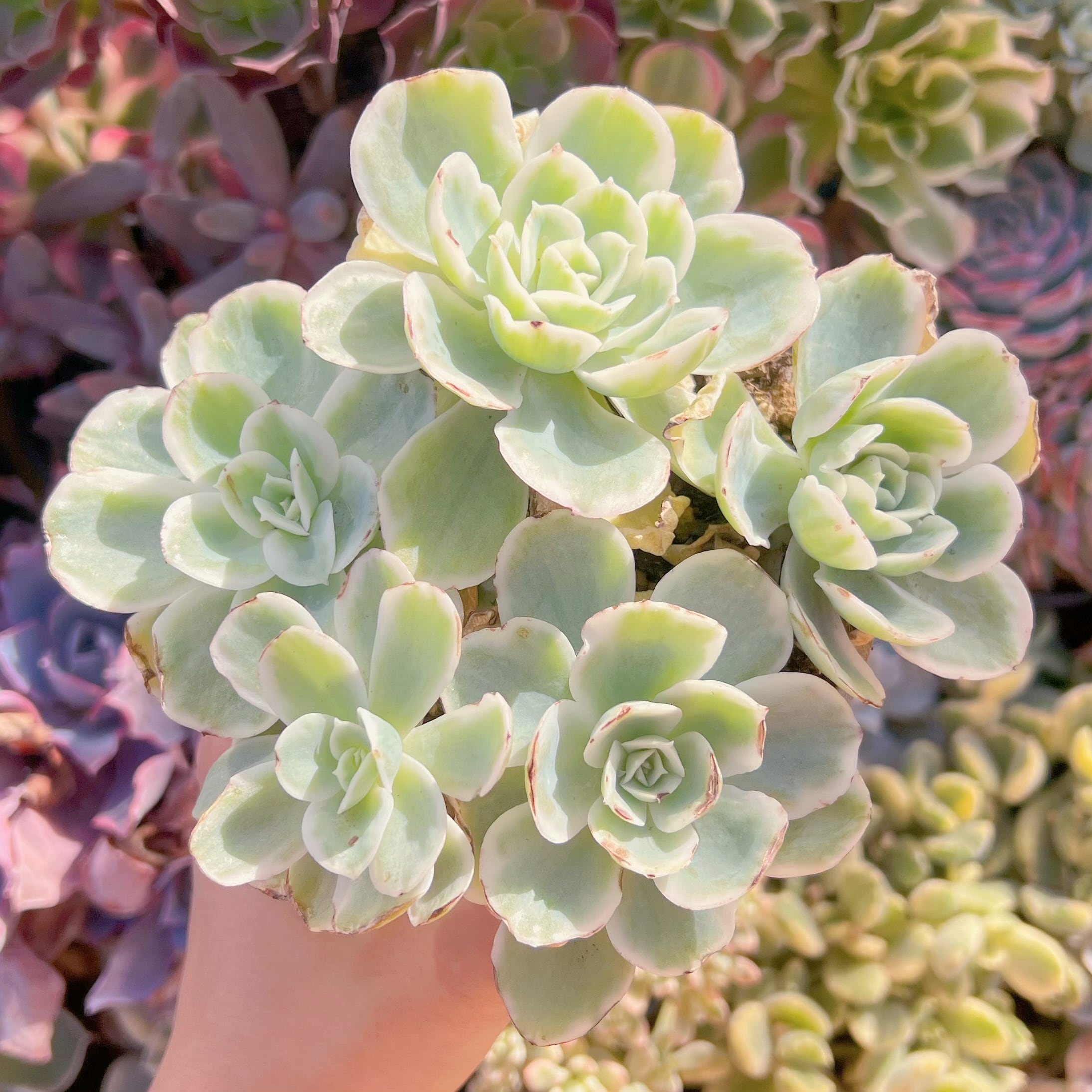 現品　レモンローズ#687　るる農園