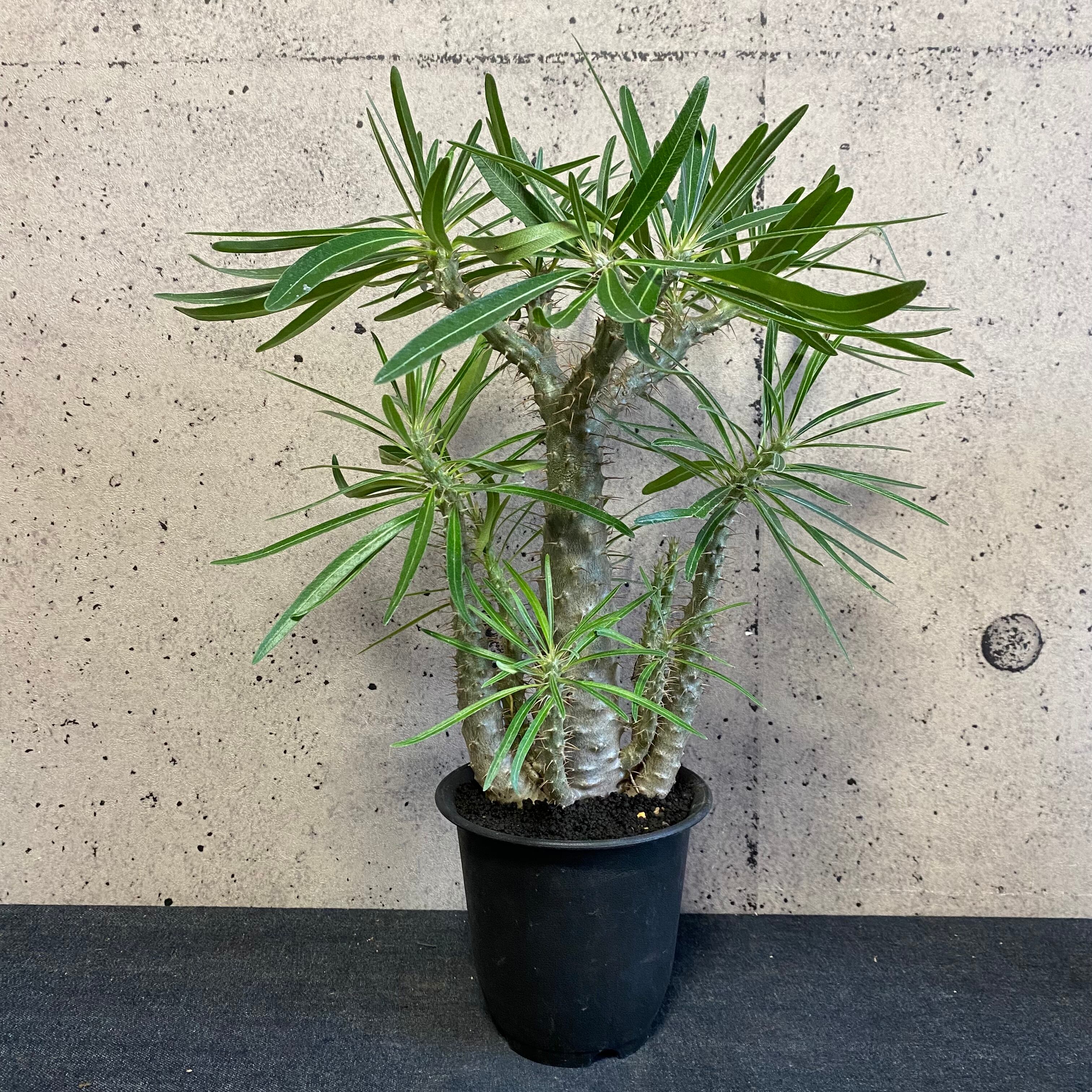 パキポディウム 『グラキリス』 多頭 多分技 | Planet Plants  