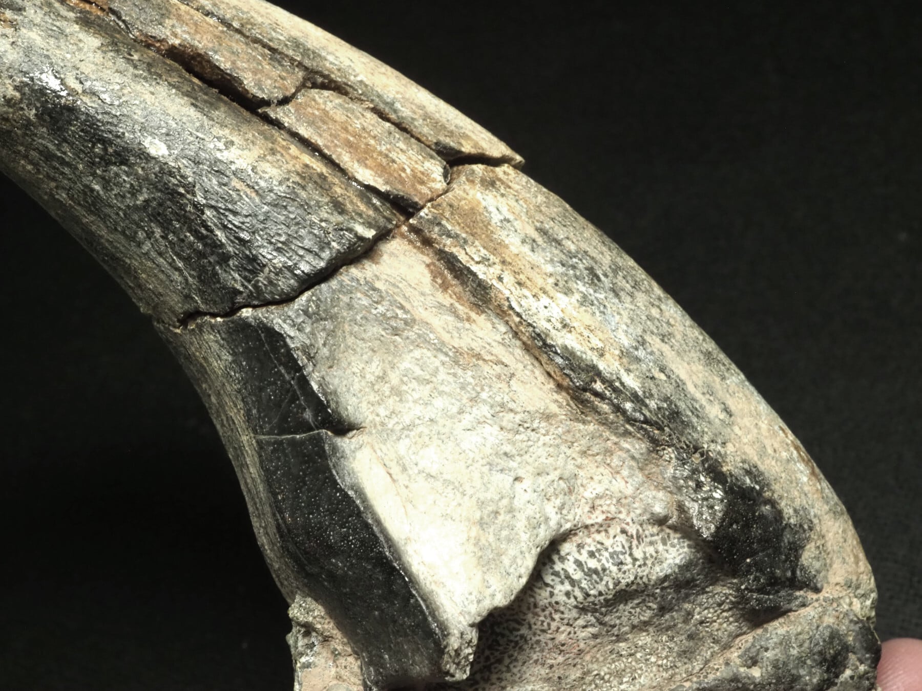 博物館級！アフロベナトルの爪【Afrovenator abakensis】【312 g