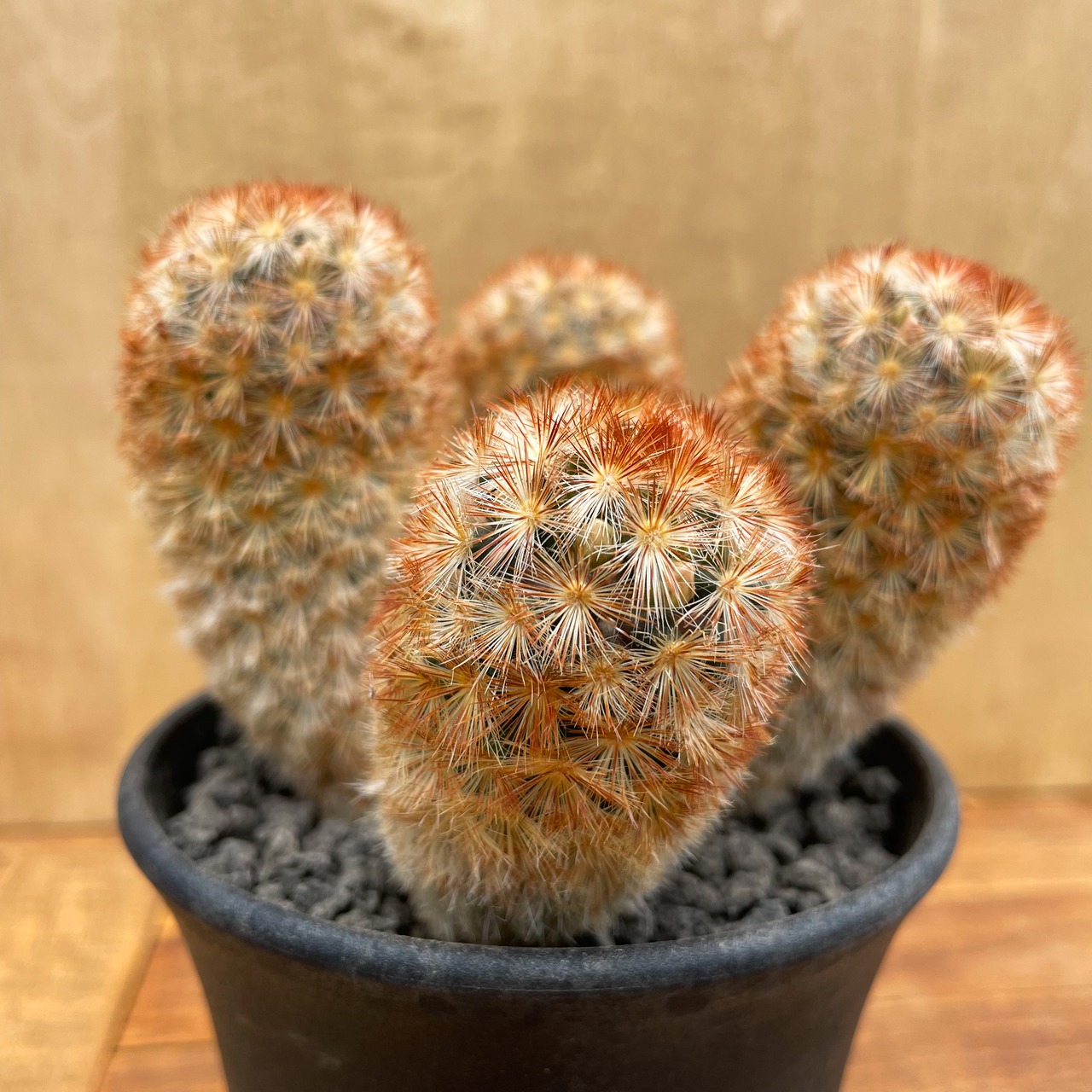 Mammillaria carmenae【マミラリア・赤棘カルメナエ】