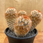 Mammillaria carmenae【マミラリア・赤棘カルメナエ】
